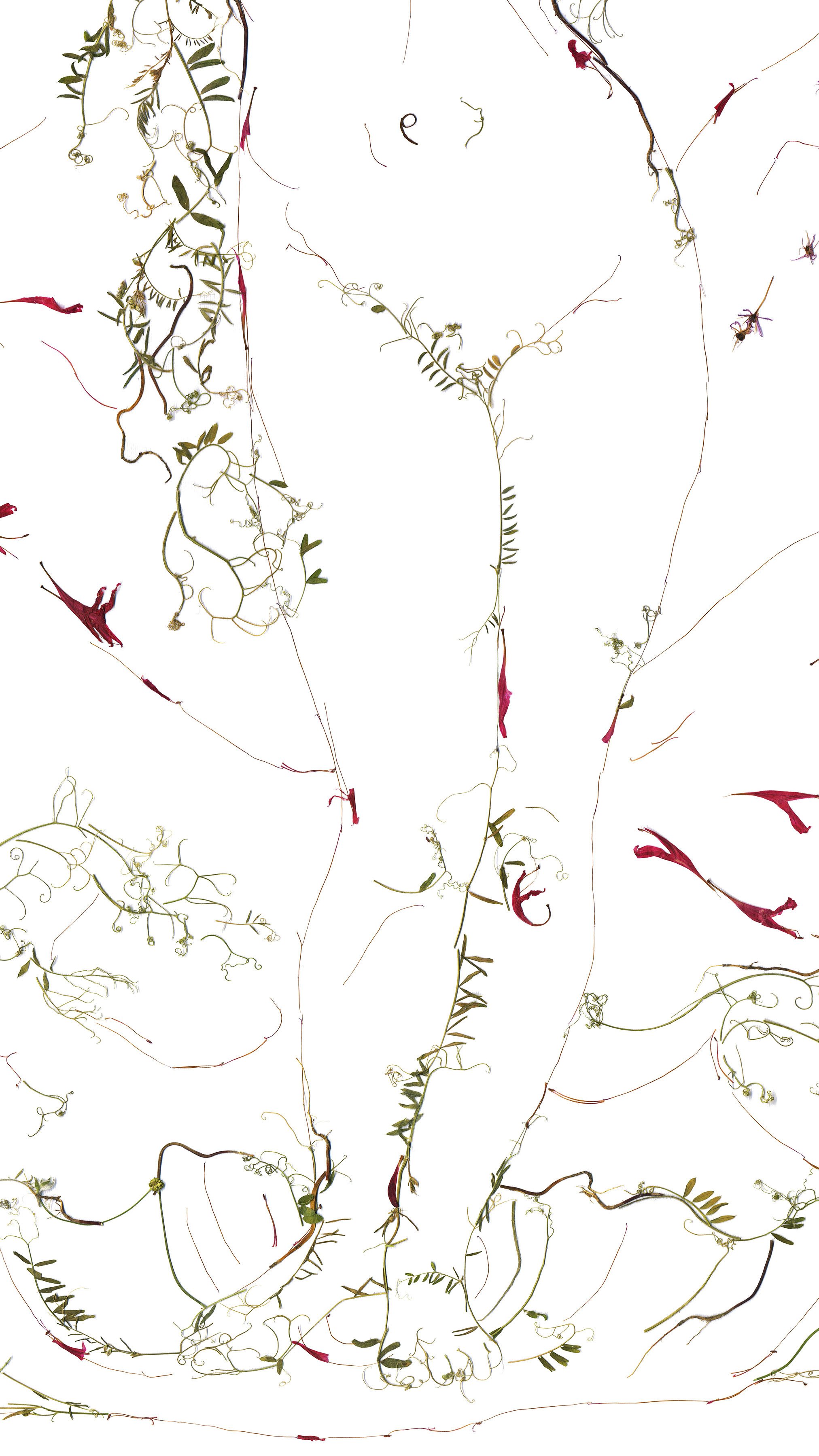 The-birth-of-Venus-pressed-flowers-art-03.jpg