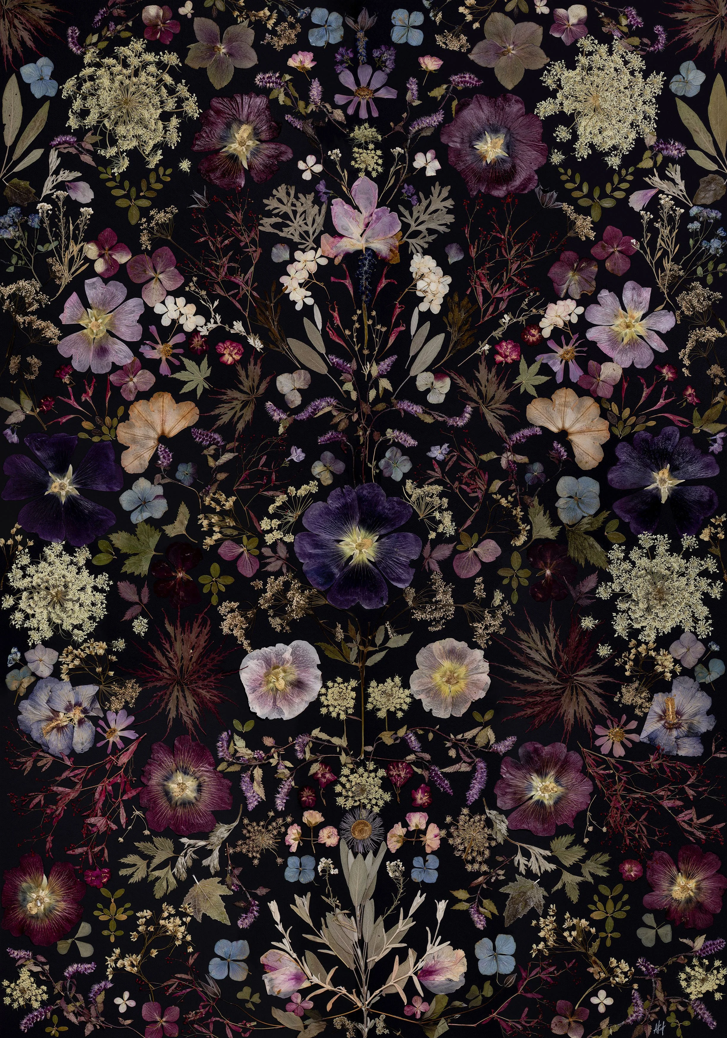 Floral symmetry