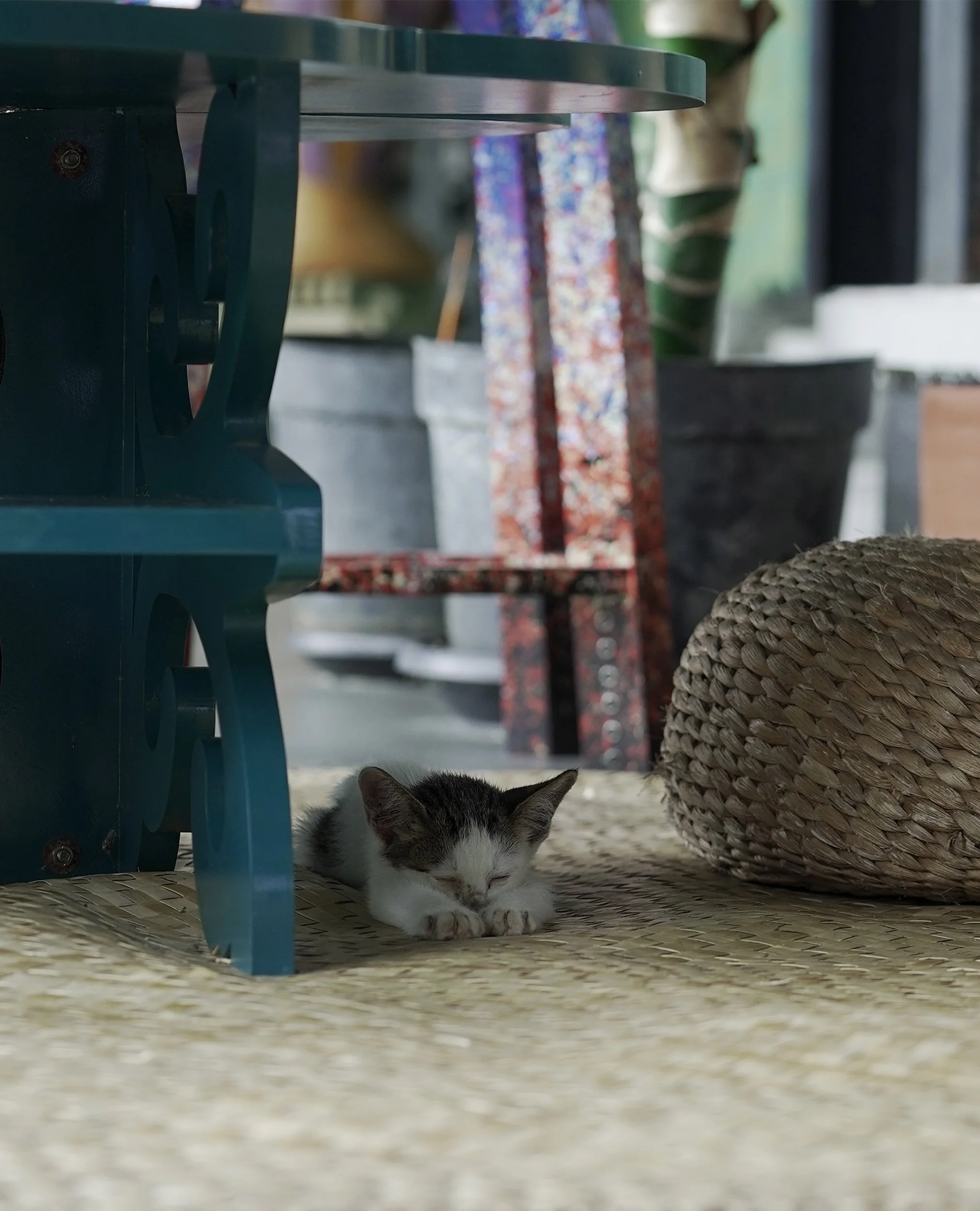 kitten sleeping under artisan table