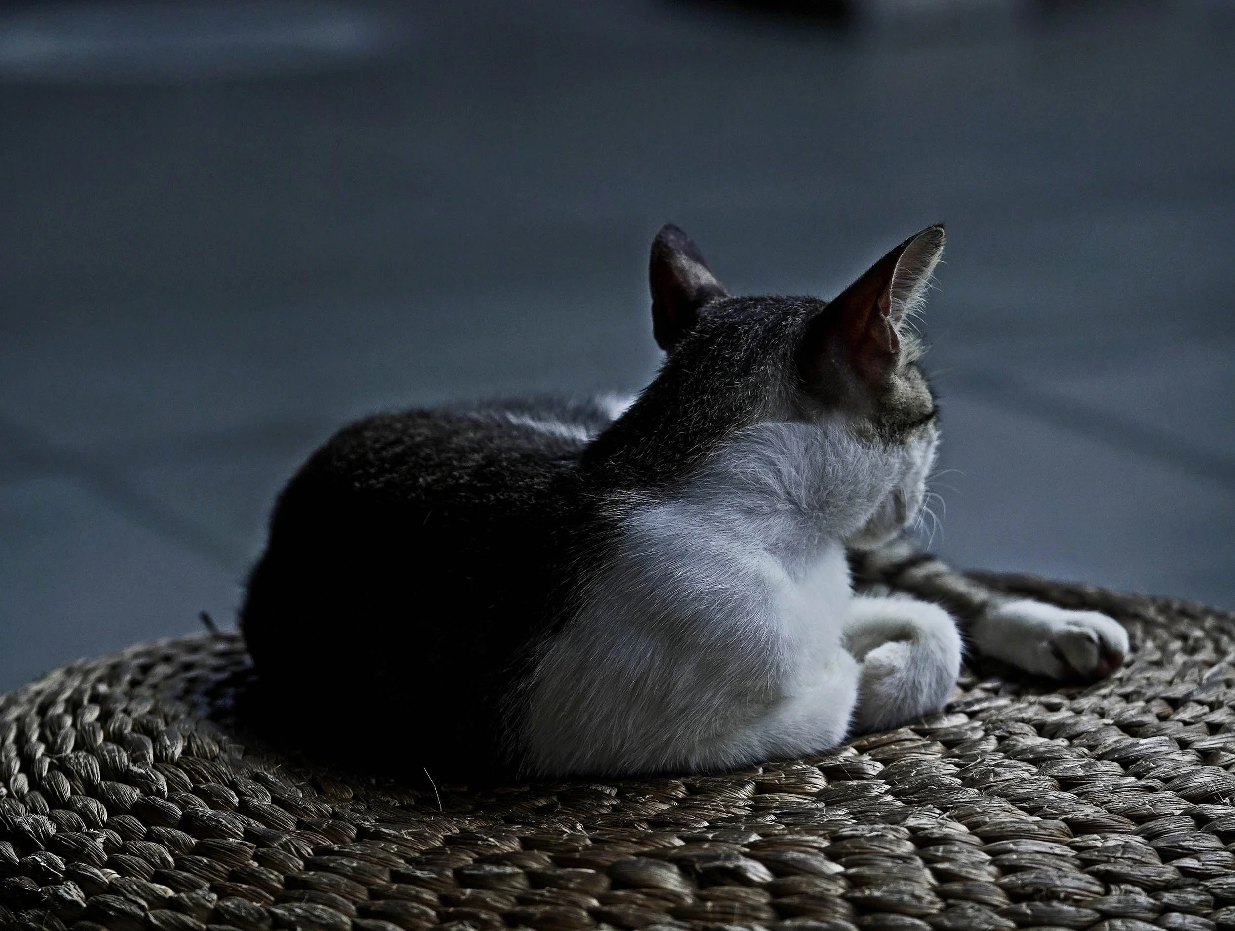 A cat sitting on a woven surface, looking away, with a dark and blurry background.