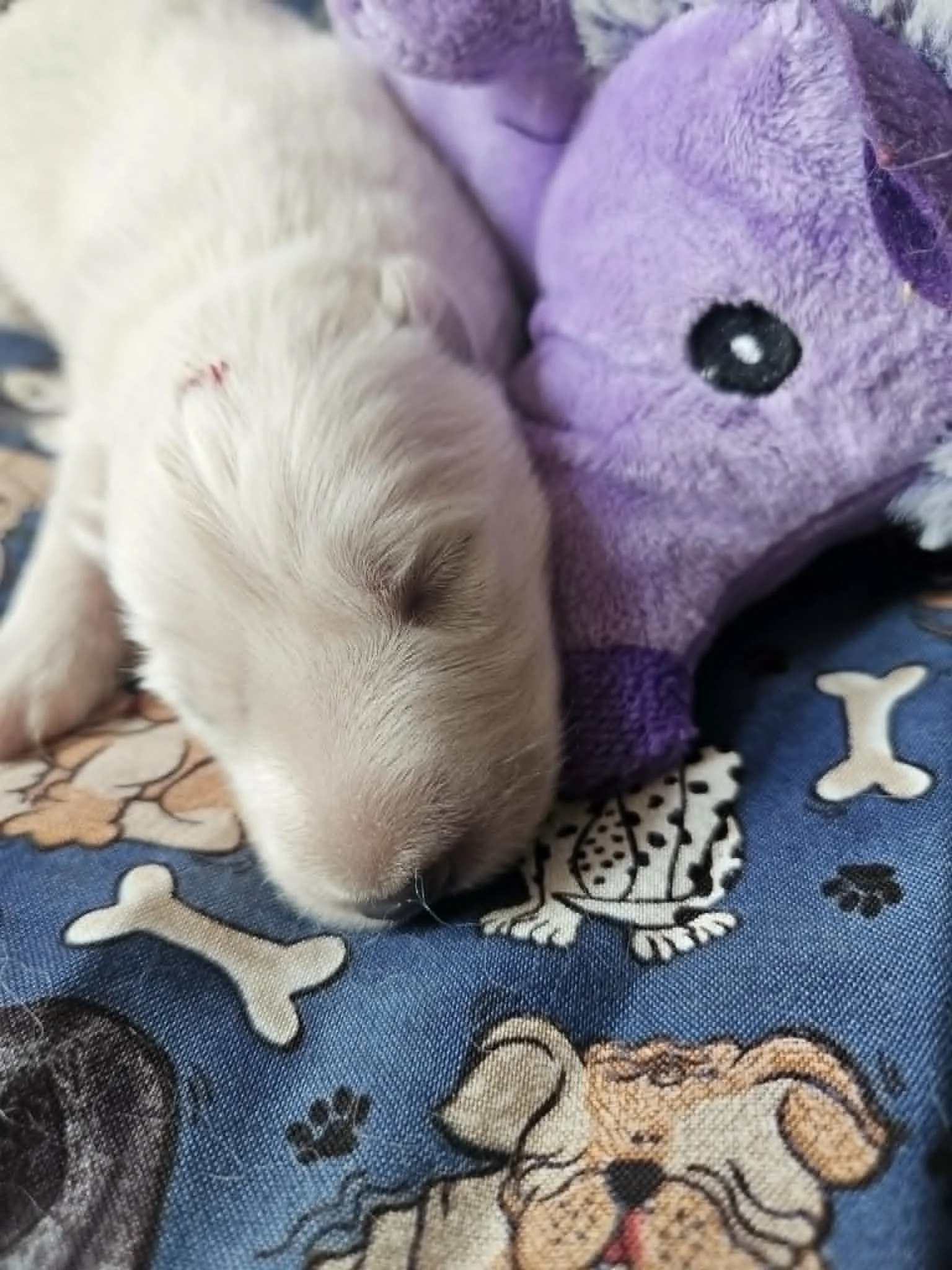 “It also makes a pretty good pillow.”