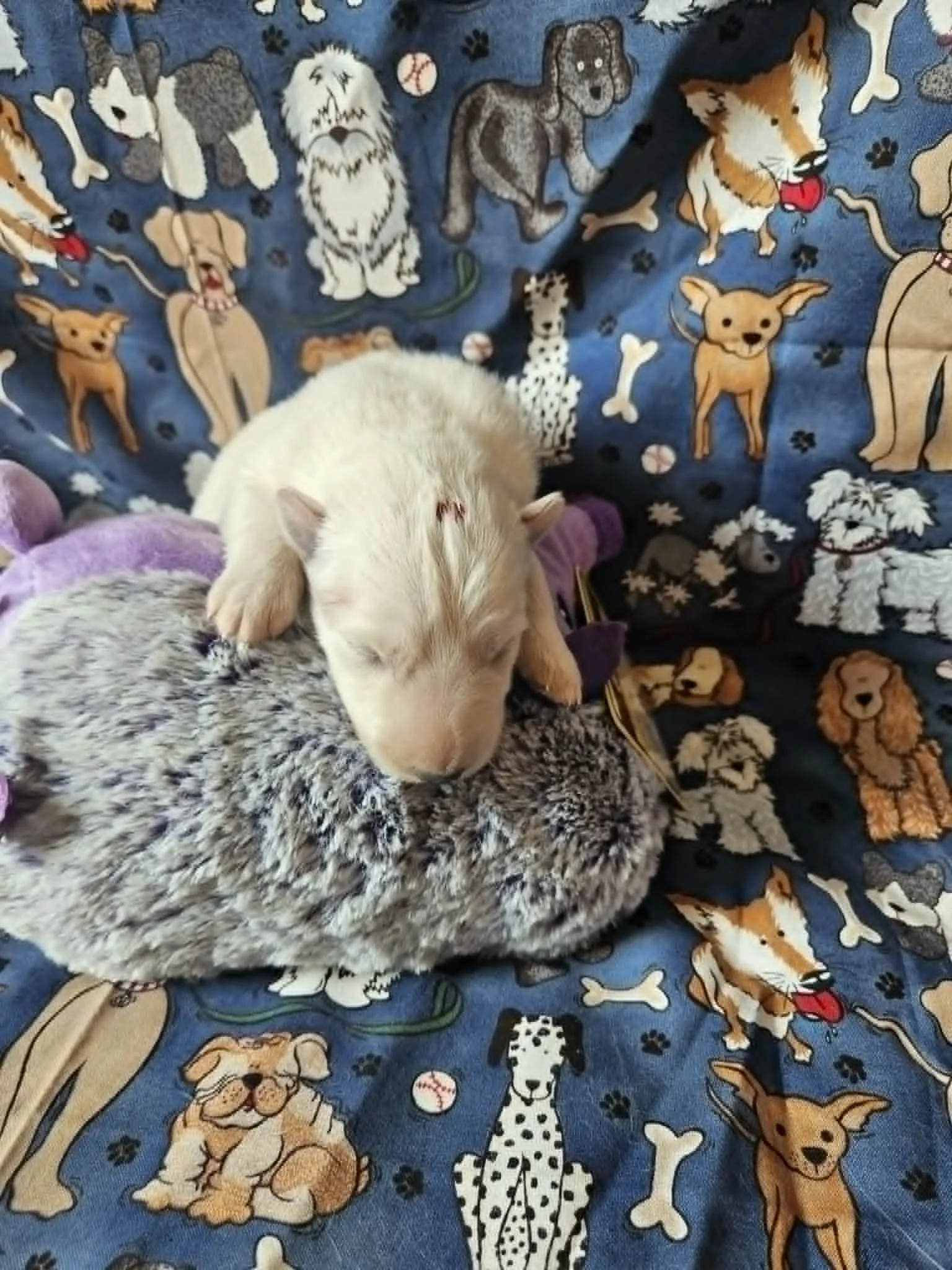 “I have conquered the hedgehog!”