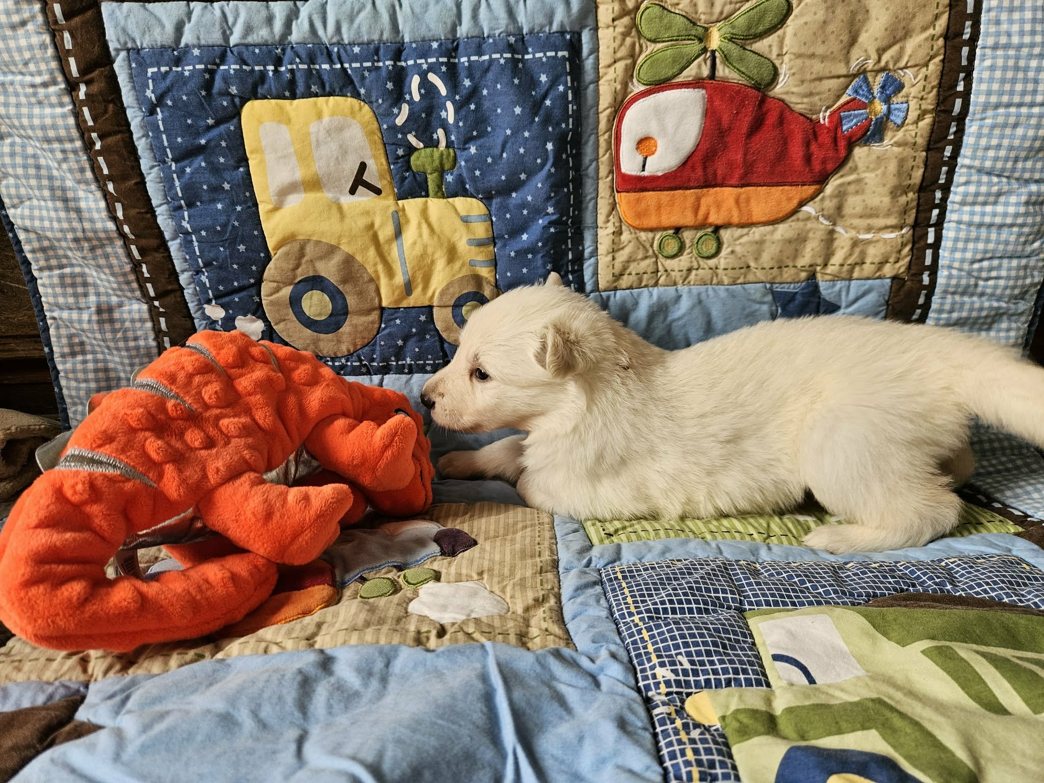 “Just checking on my orange buddy…”