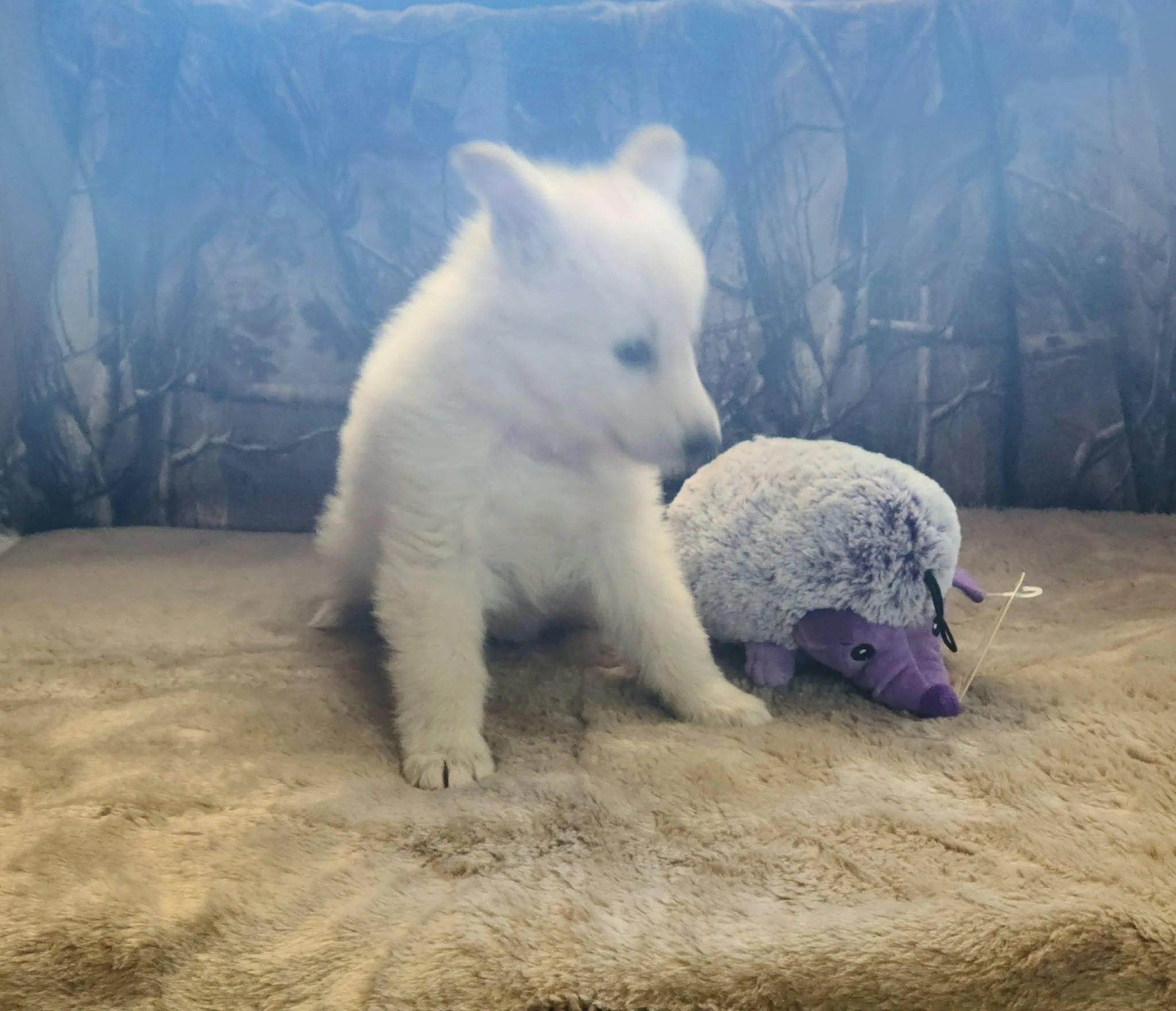 "Excuse me, Mr. Hedgehog. Are you going to play with me or just sit there looking fluffy?"