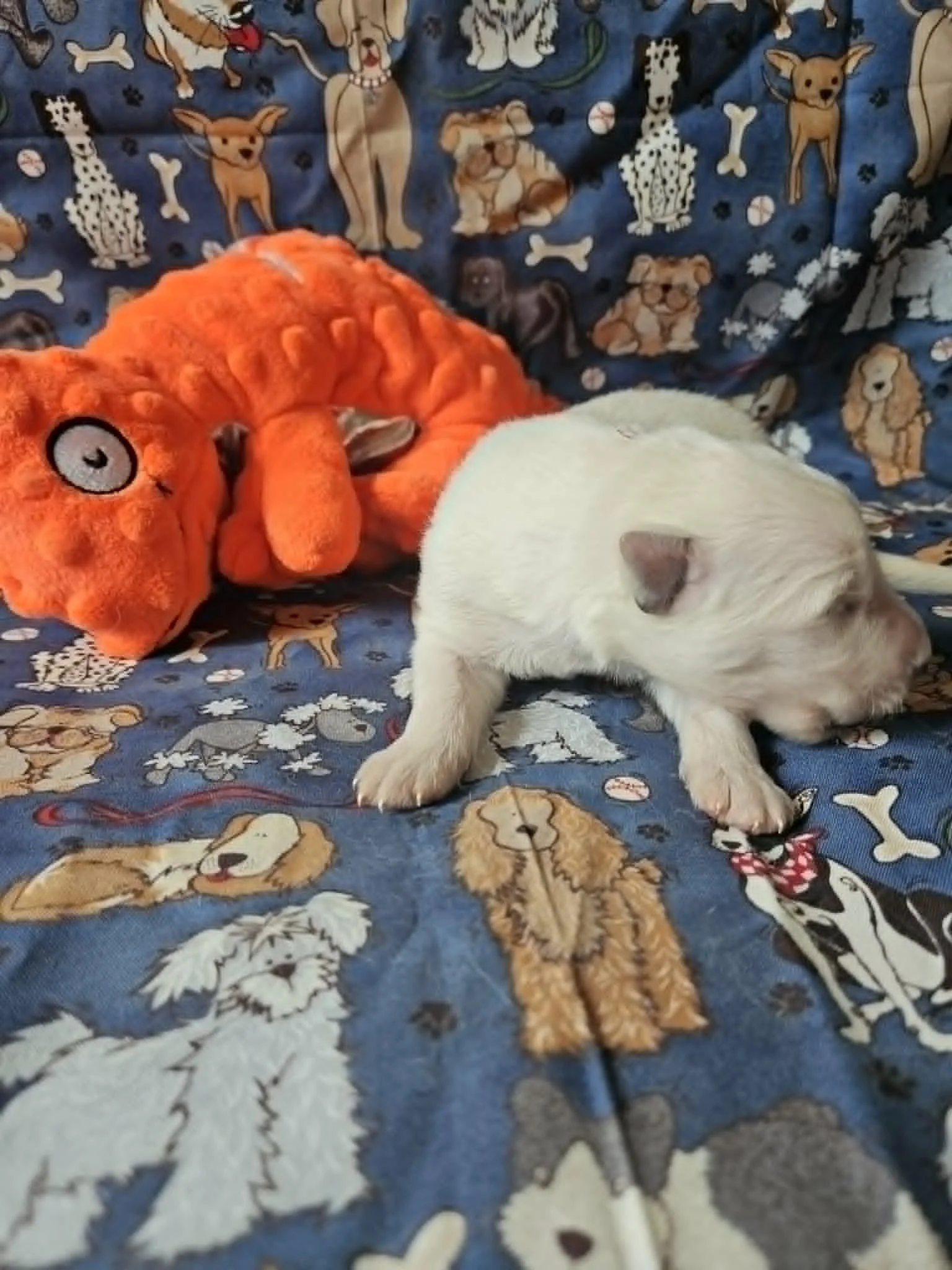 “Look at these little legs go!”