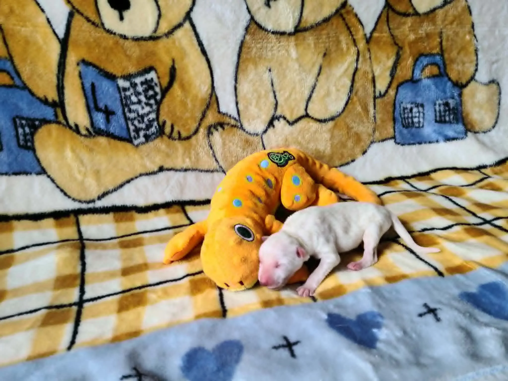 Meet lizard