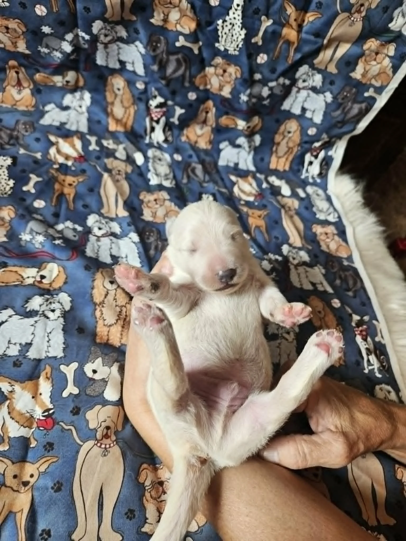 “Growing some very fancy toe beans” 🥹🐾