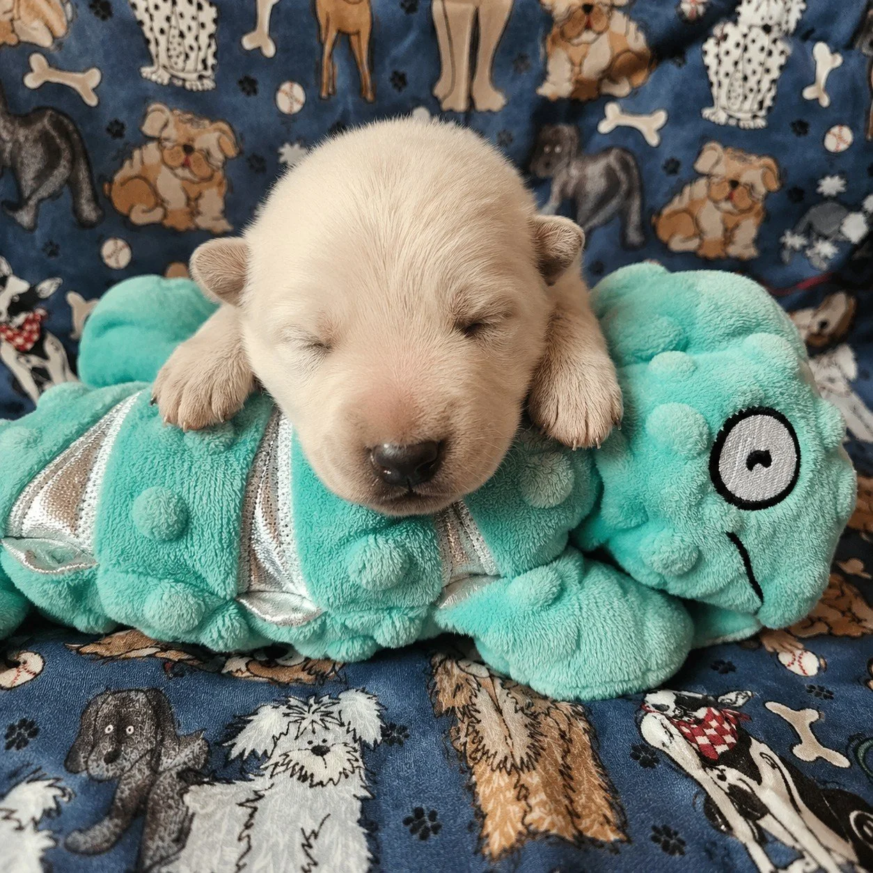 I think I’ll climb up here…
