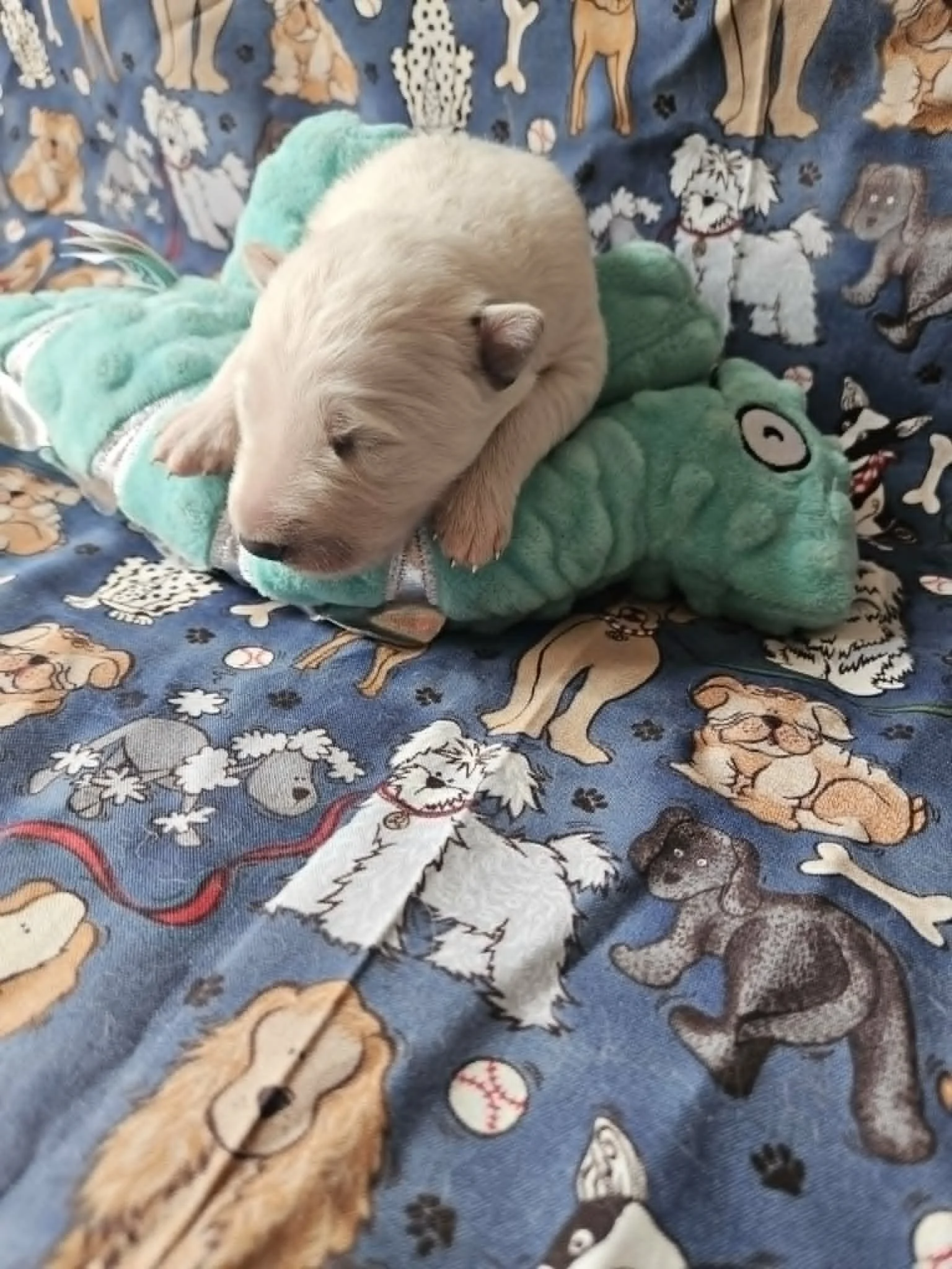 Meeting my turquoise lizard