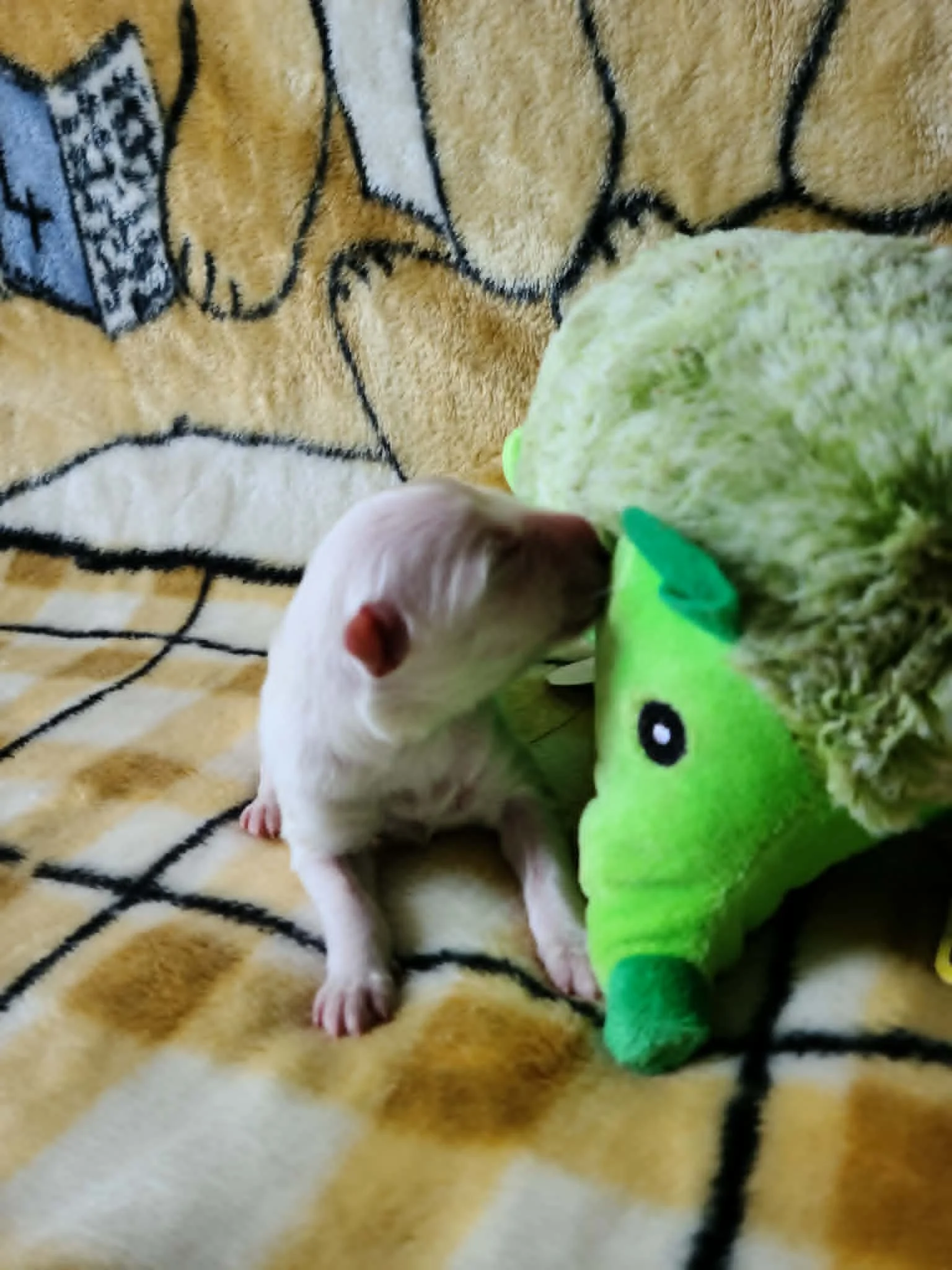 Meeting the hedgehog