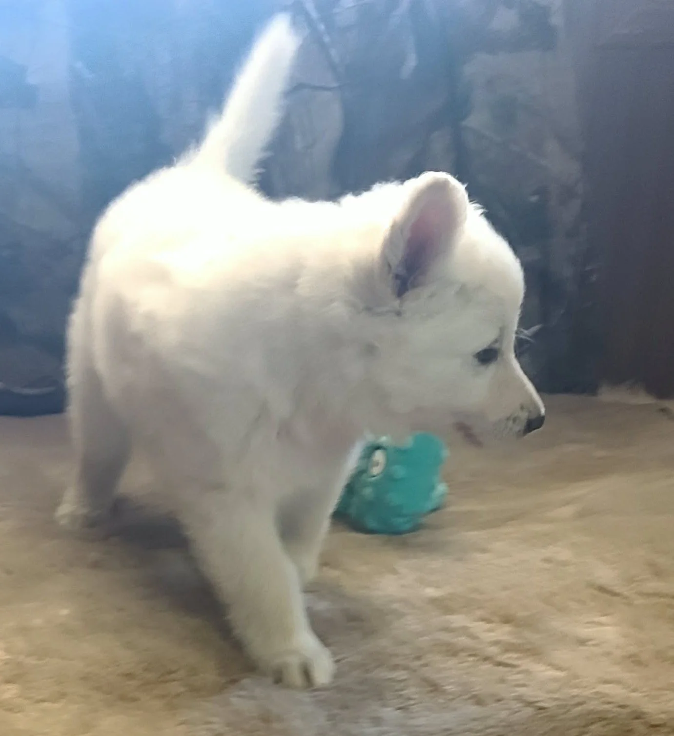 "Excuse me, I've got important puppy business to attend to!"