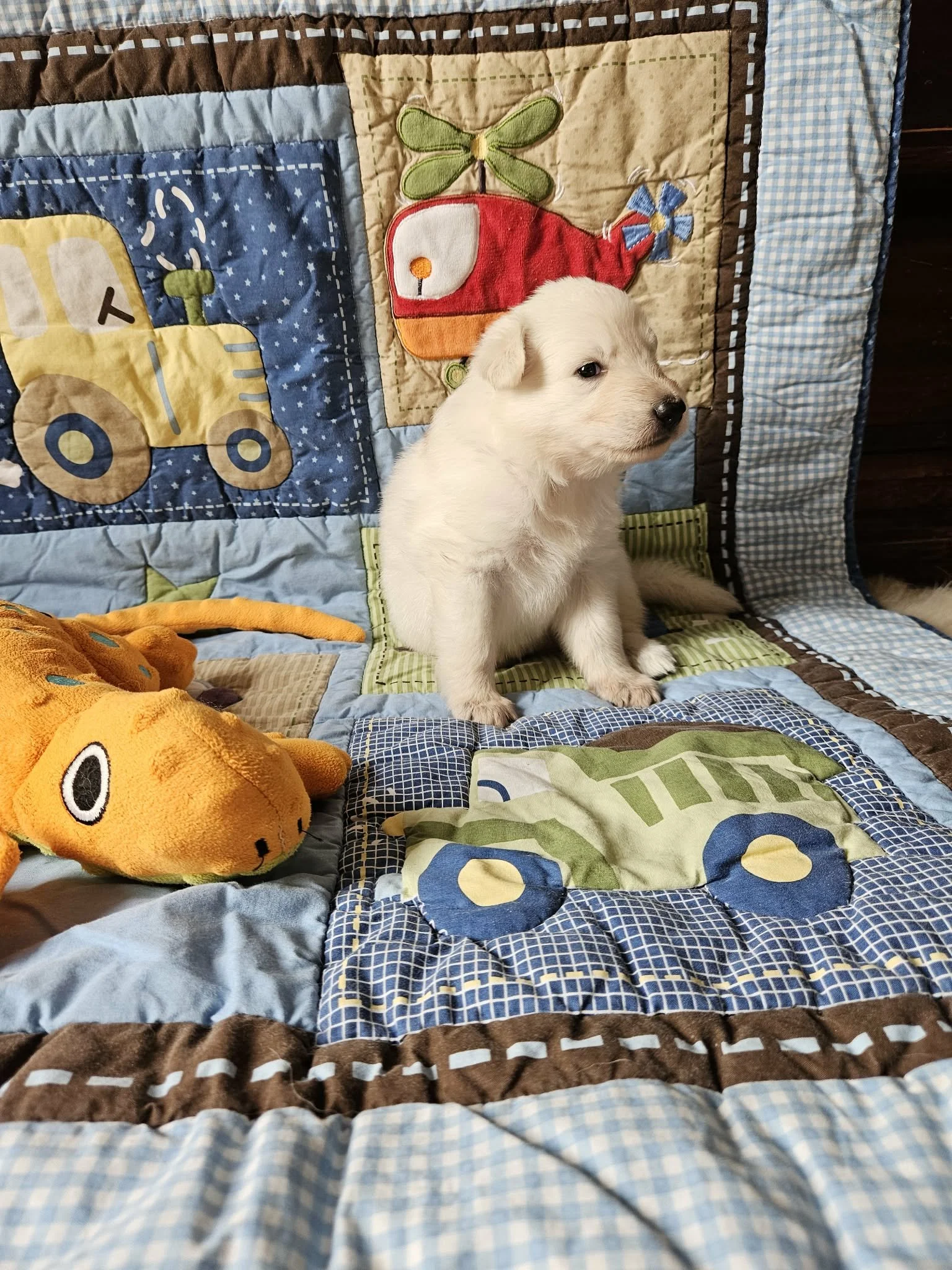 “I’ve got this puppy thing figured out.”