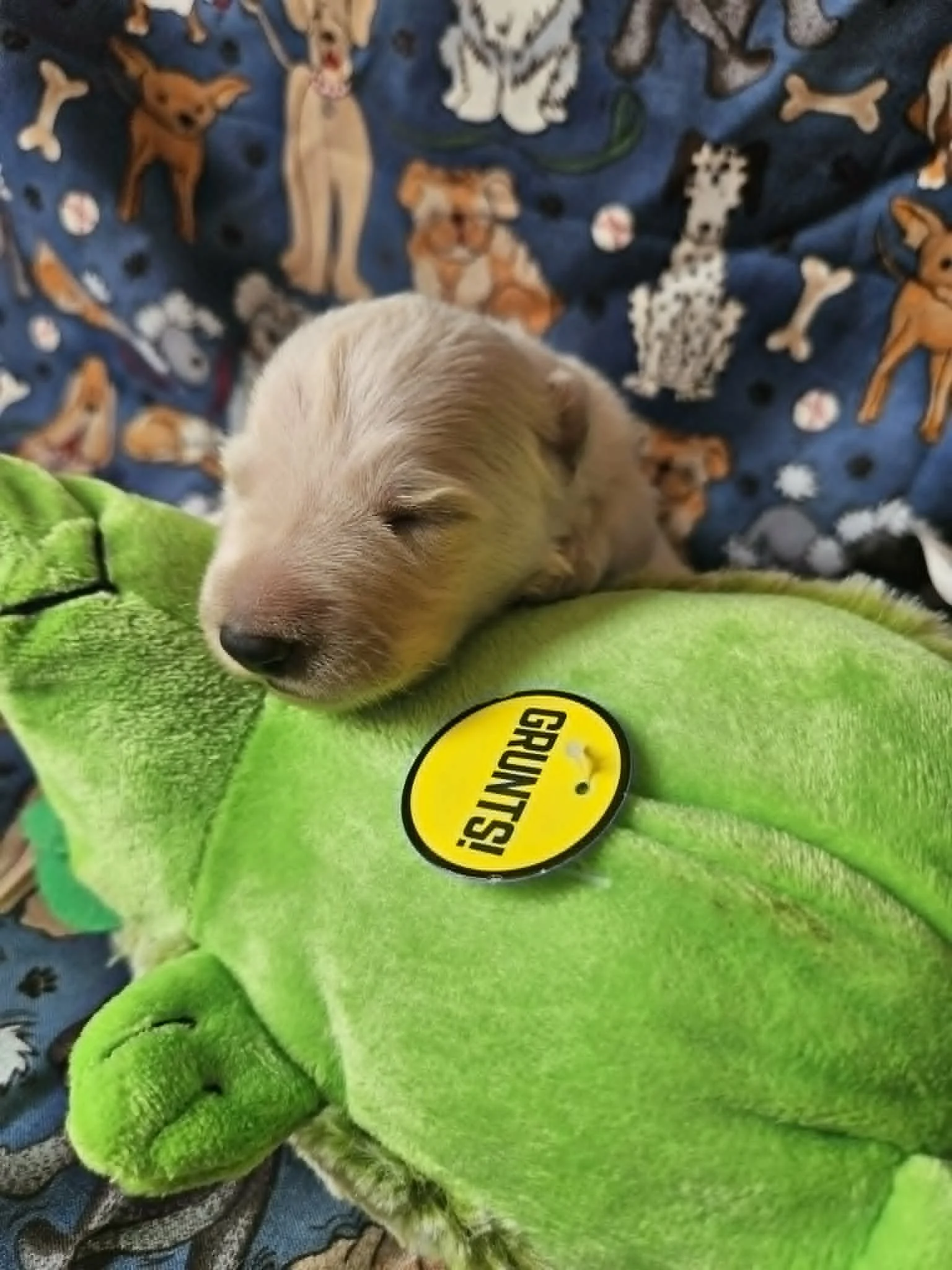 “My hedgehog makes a pretty good pillow.”