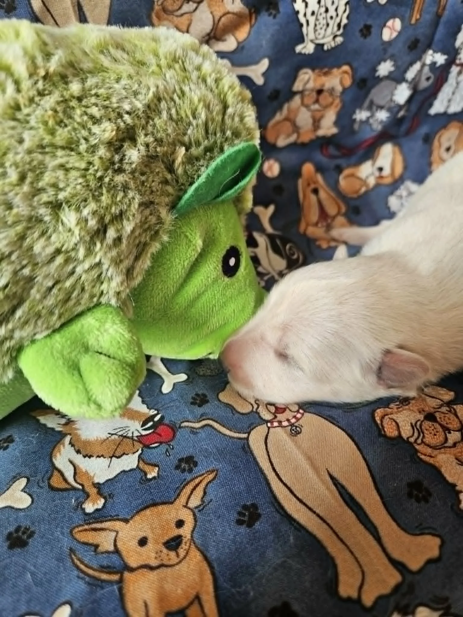 “Just checking in with my hedgehog.”