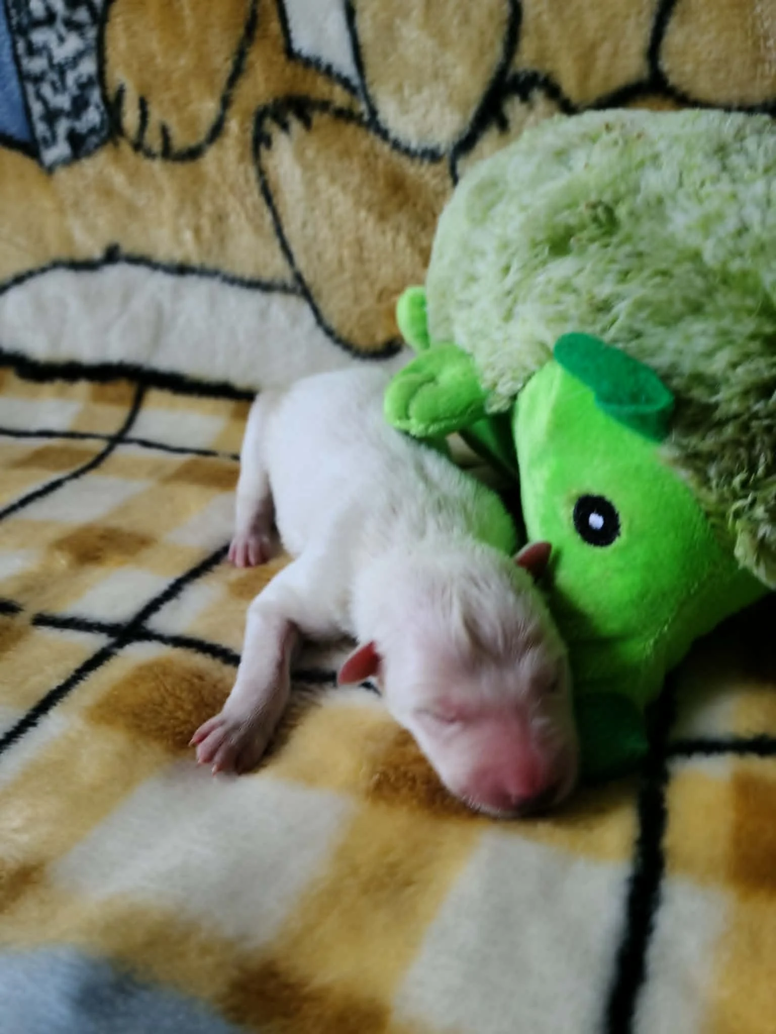 Cuddling the hedgehog