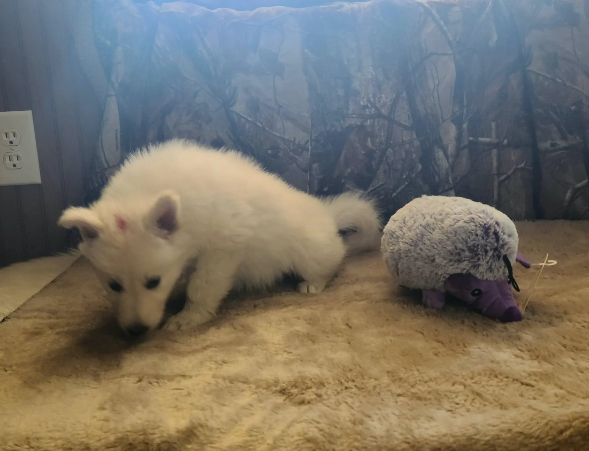 "Photo time is over! I've got important puppy exploring to do!"