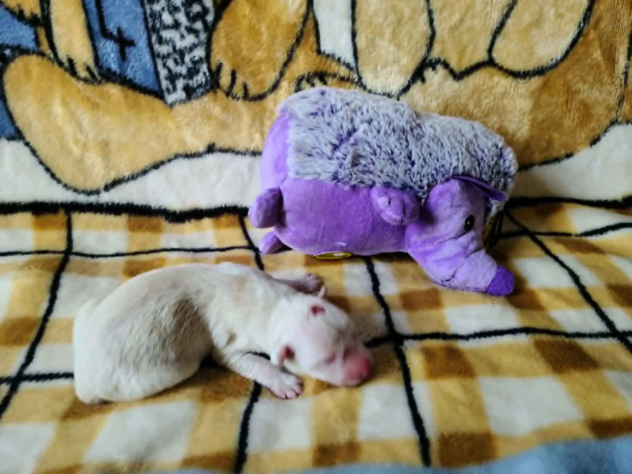 Just me and my hedgehog