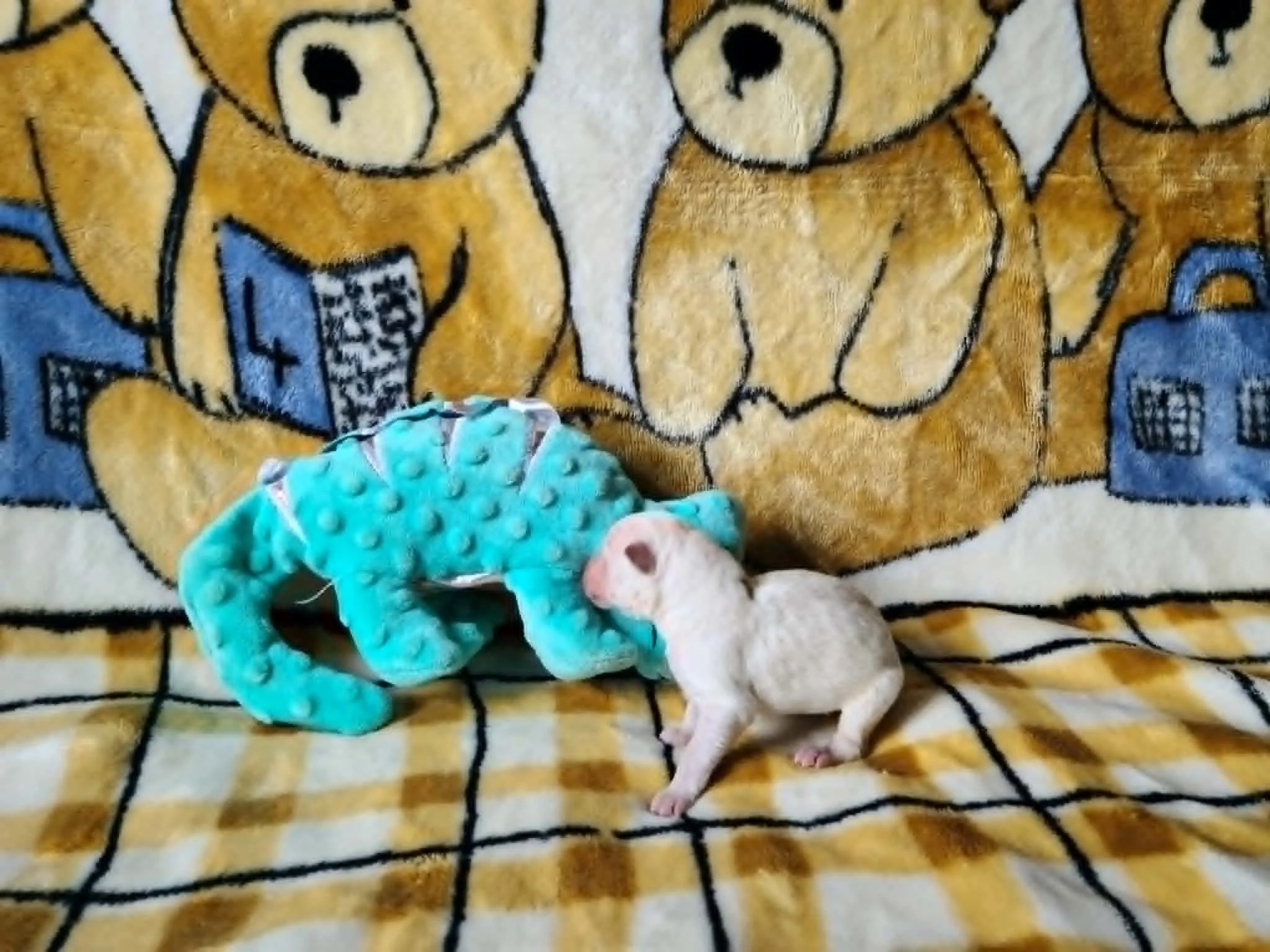 Meeting his blue chameleon