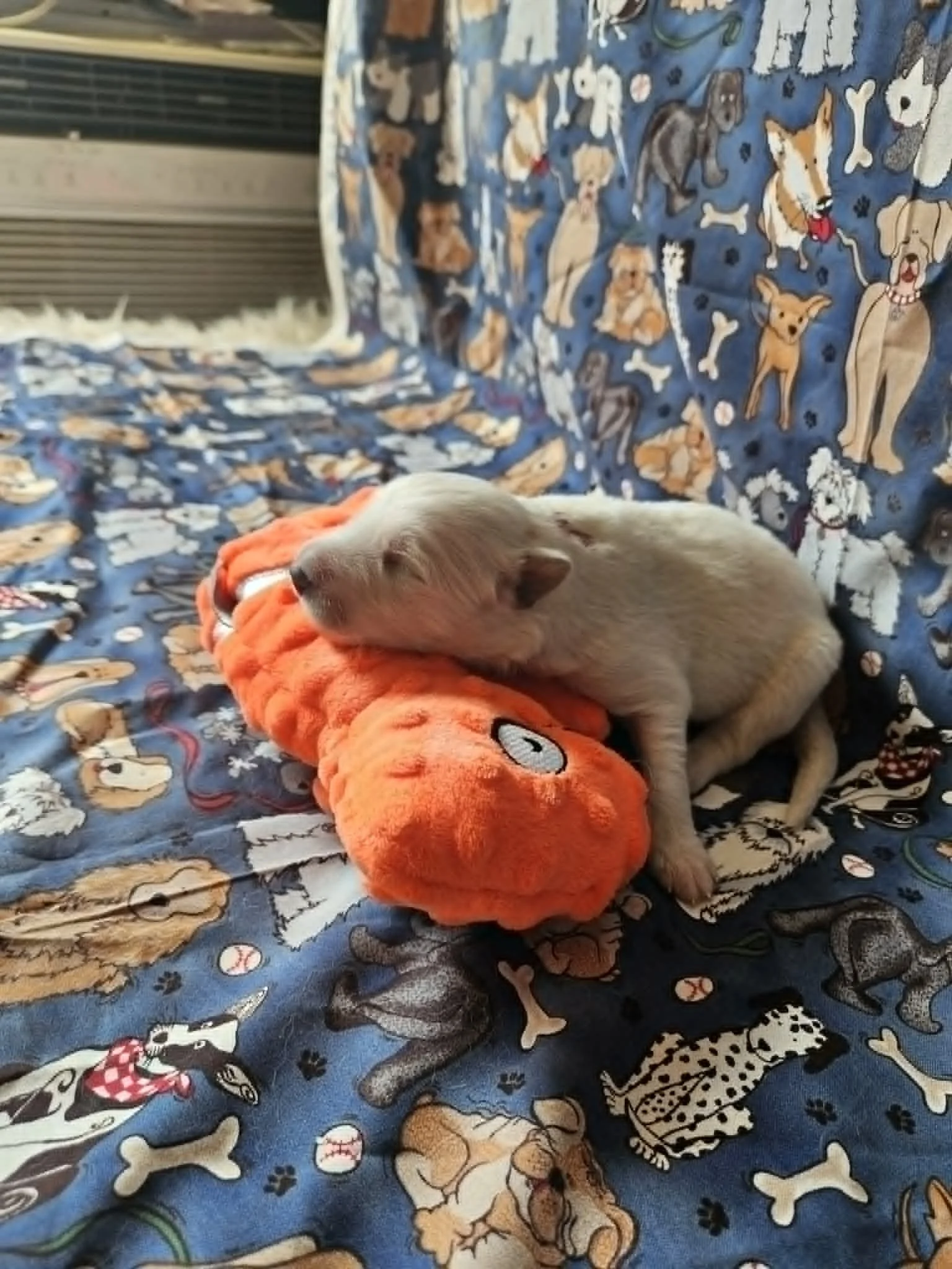 “Chameleon climbing practice”