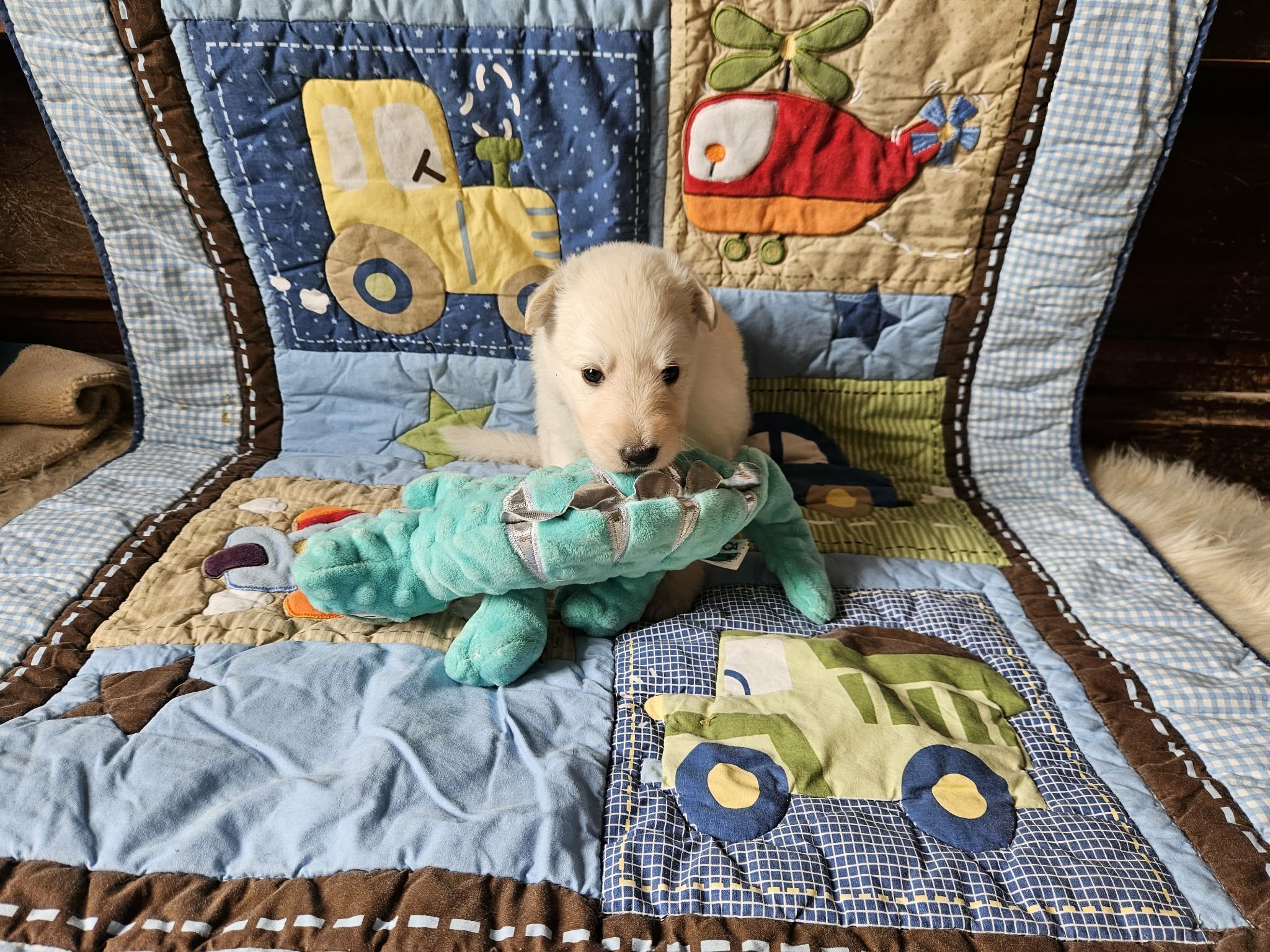 “Hmm… I wonder if this is chewable.”