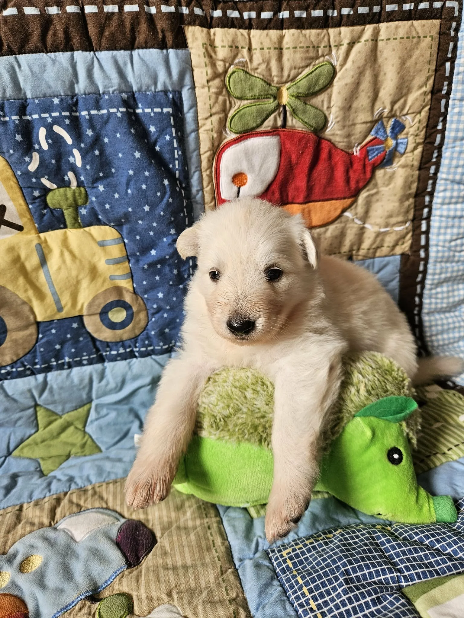 “I have conquered the hedgehog!”
