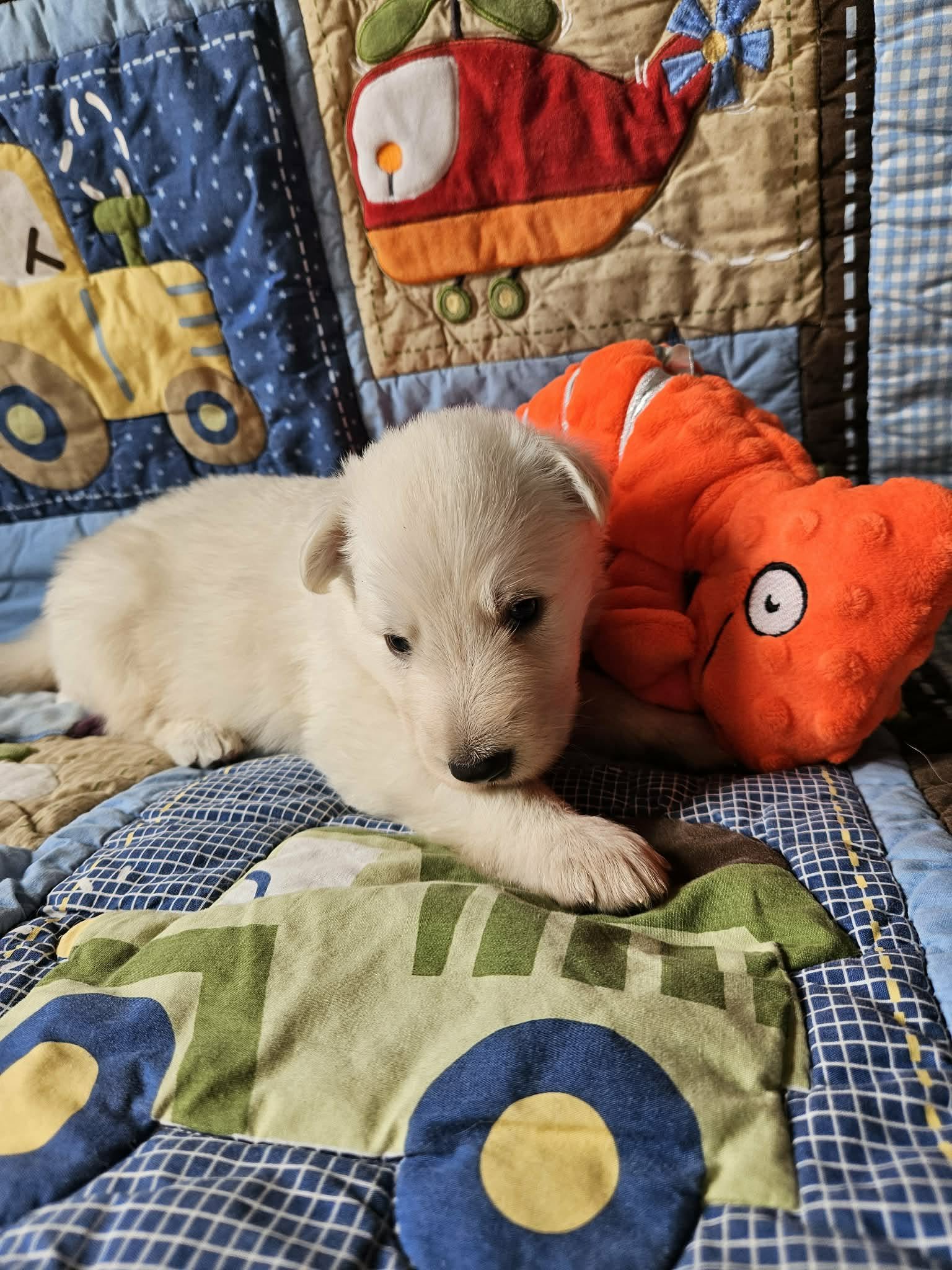 “I’m getting pretty good at this puppy thing.”