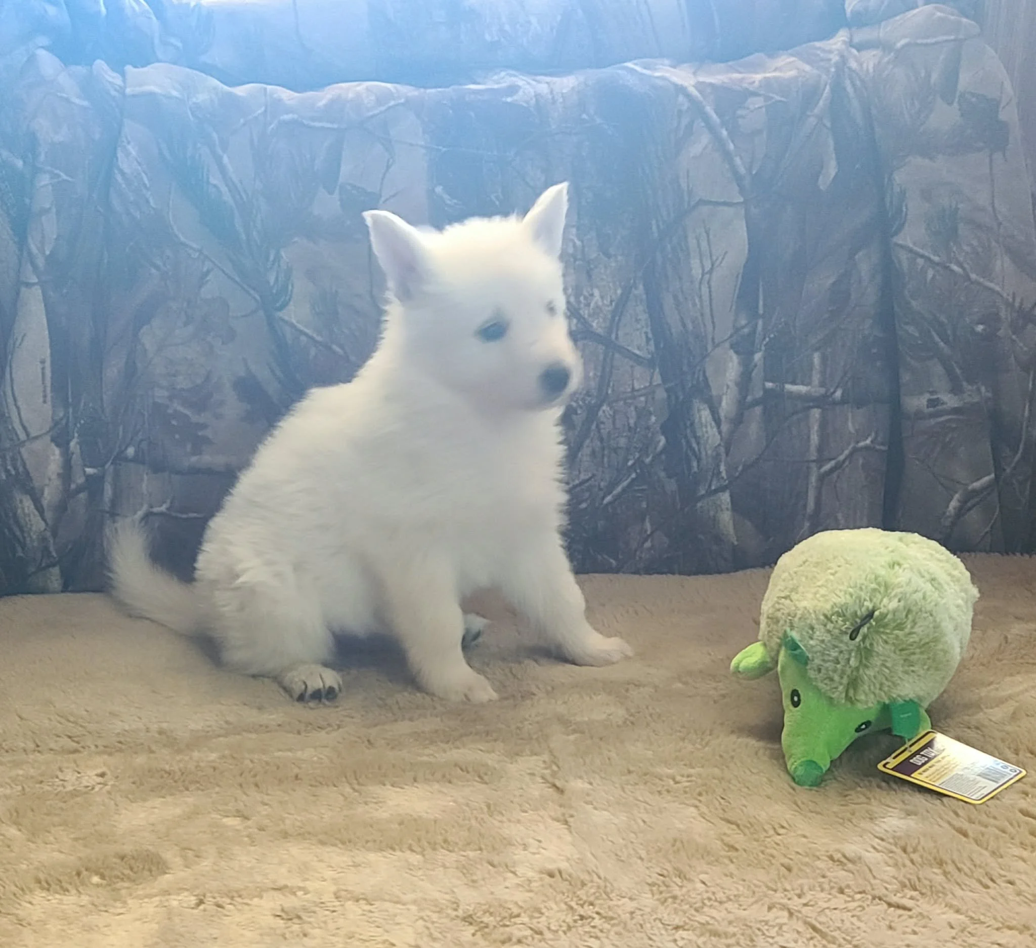 "Look! Both my ears are standing up! Pretty impressive, don't you think?"