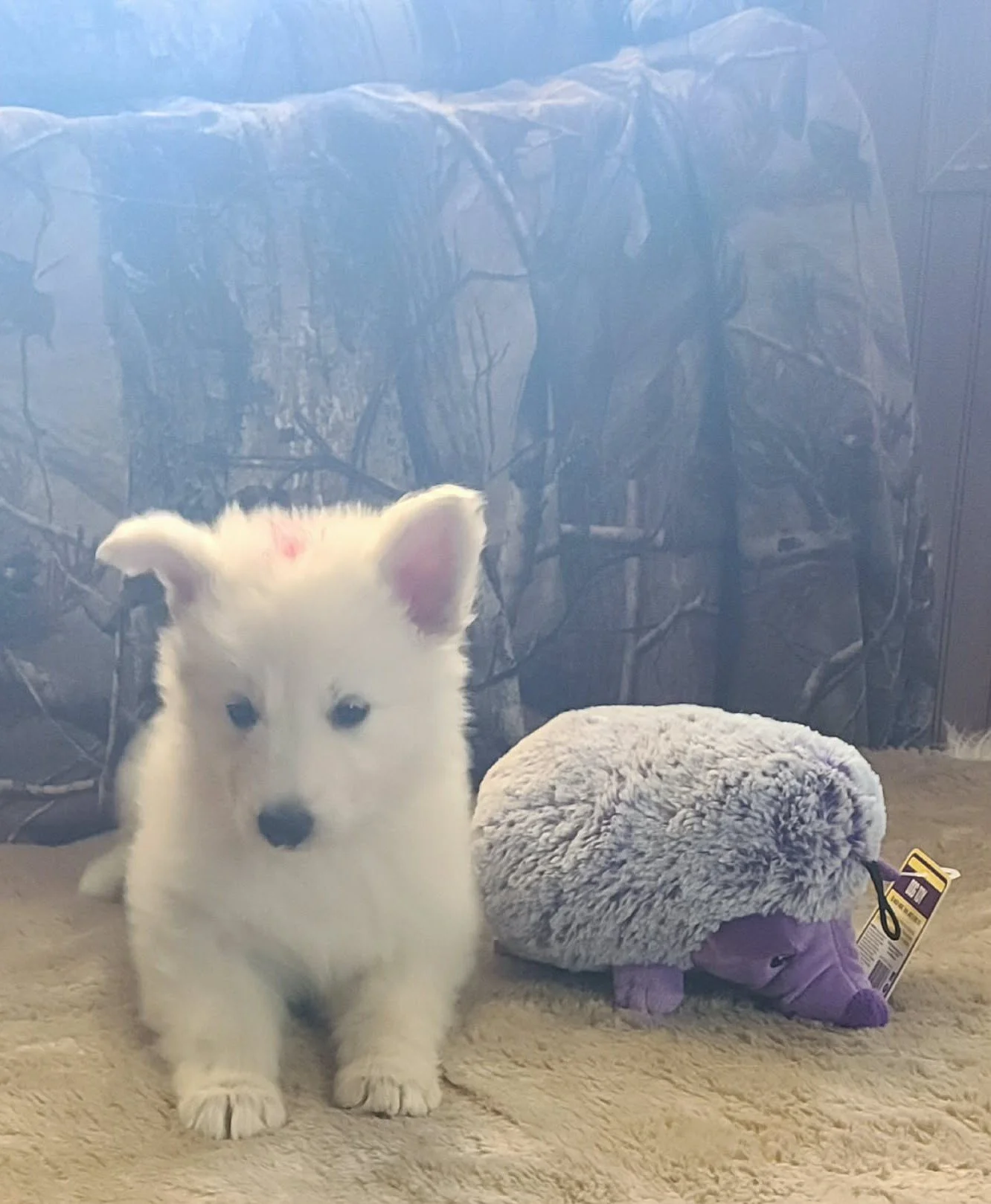 "One ear up, one ear down… I'm still figuring out my signature look!"