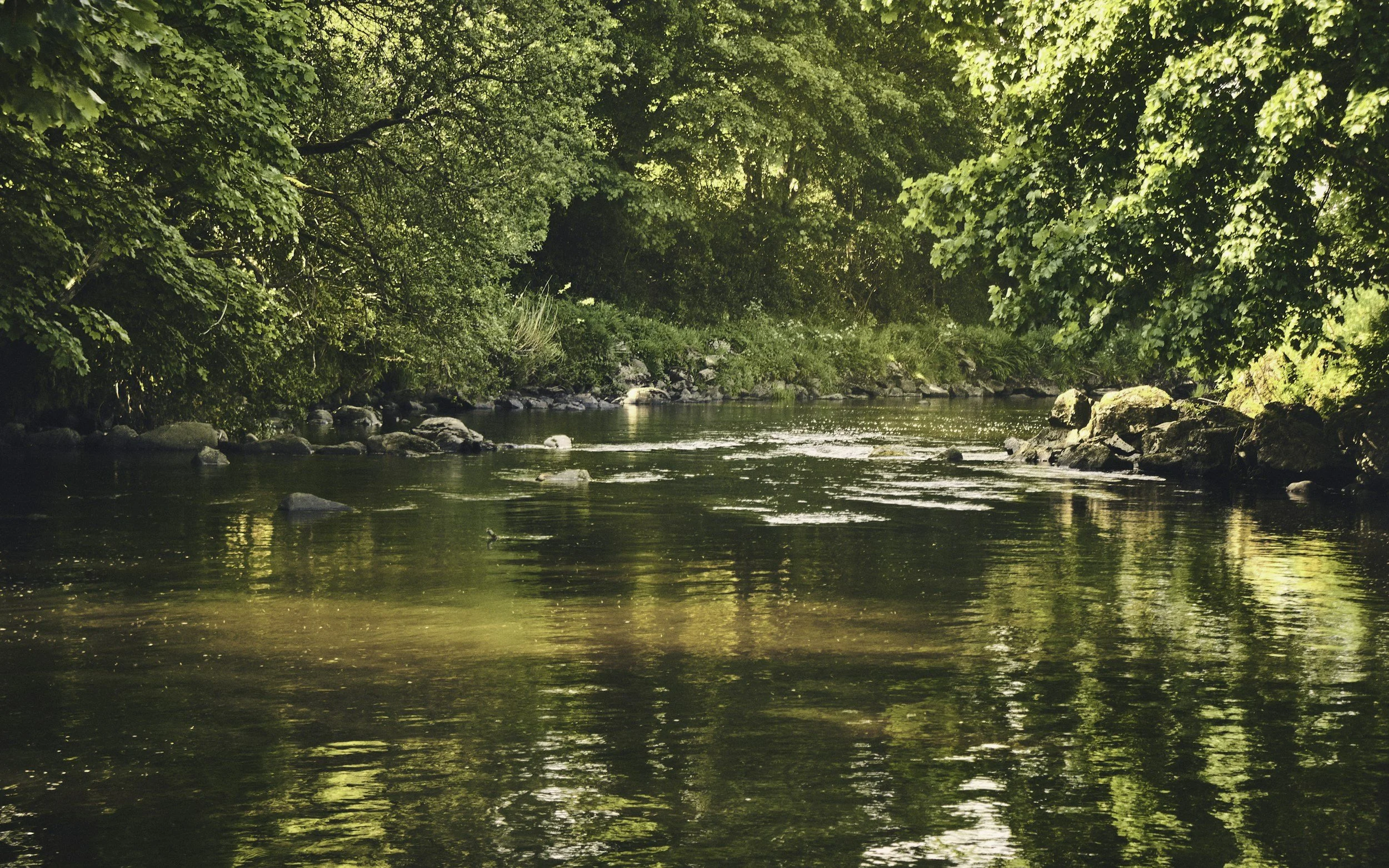 A peaceful river flowing through a green, lush forest with dense trees on both sides, sunlight filtering through the leaves.