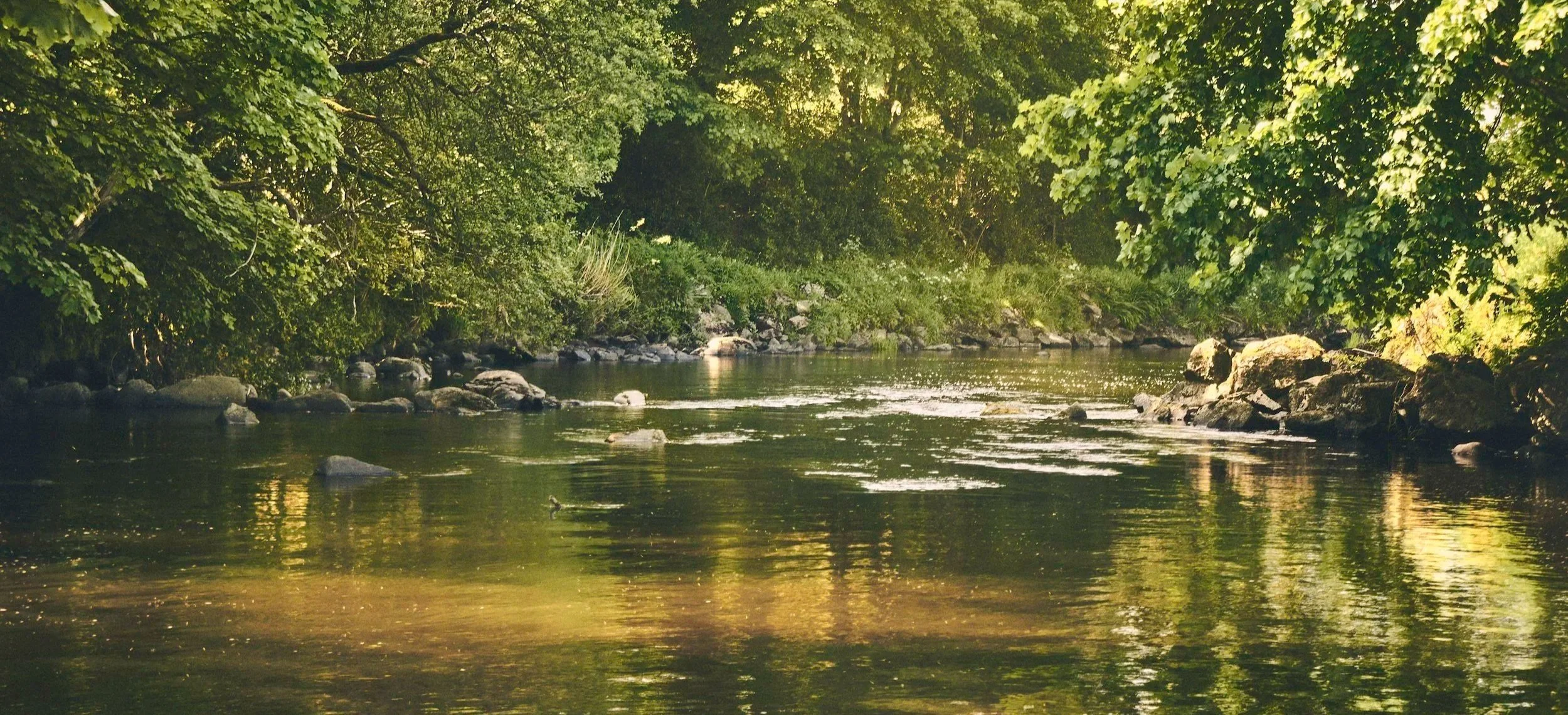 A peaceful river flowing through a lush green forest with rocks along the banks and sunlight filtering through the trees.