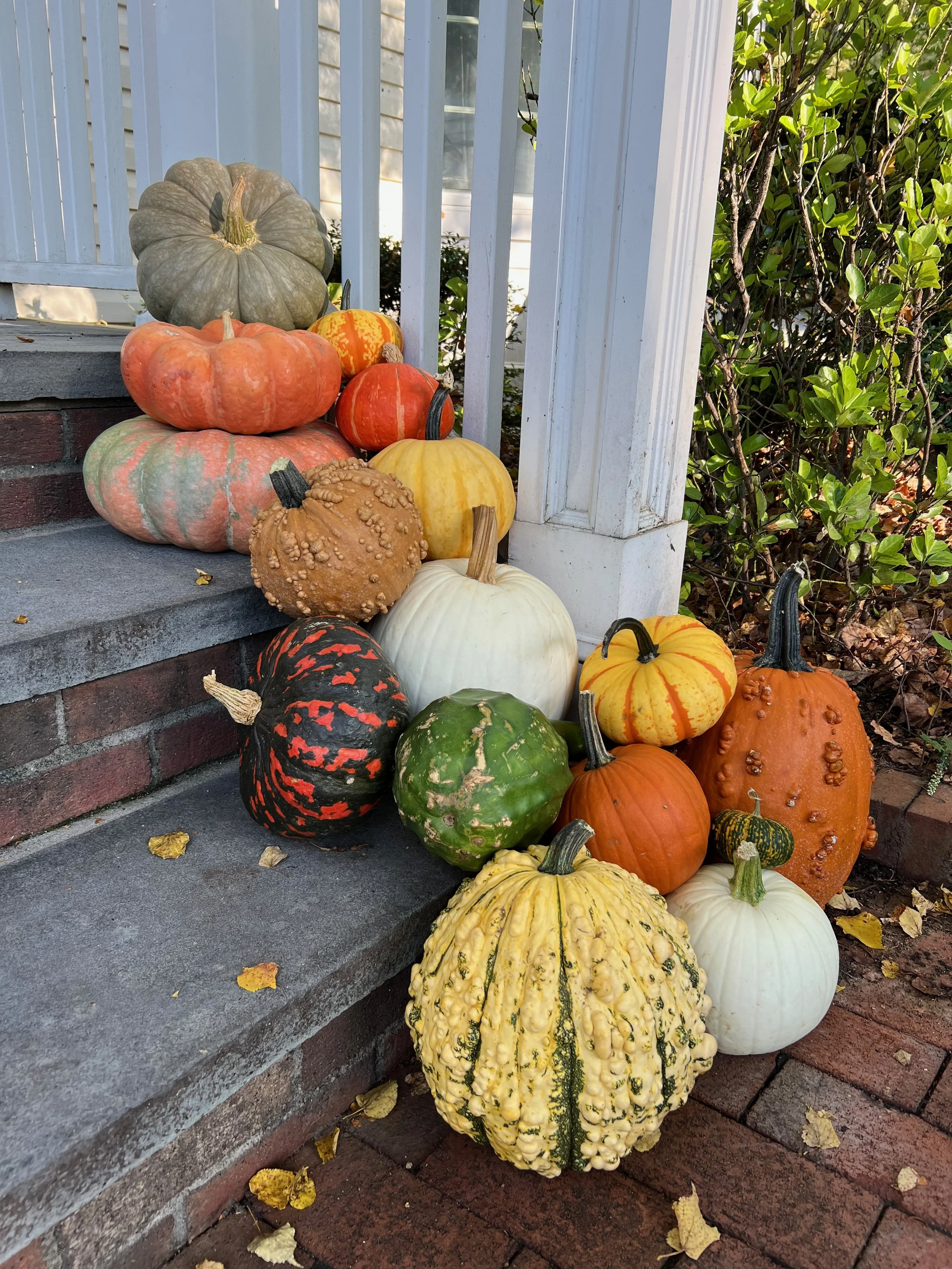 A collection of various pumpkins and gourds of different sizes, shapes, and colors arranged on the steps of a porch with a brick wall and greenery in the background.