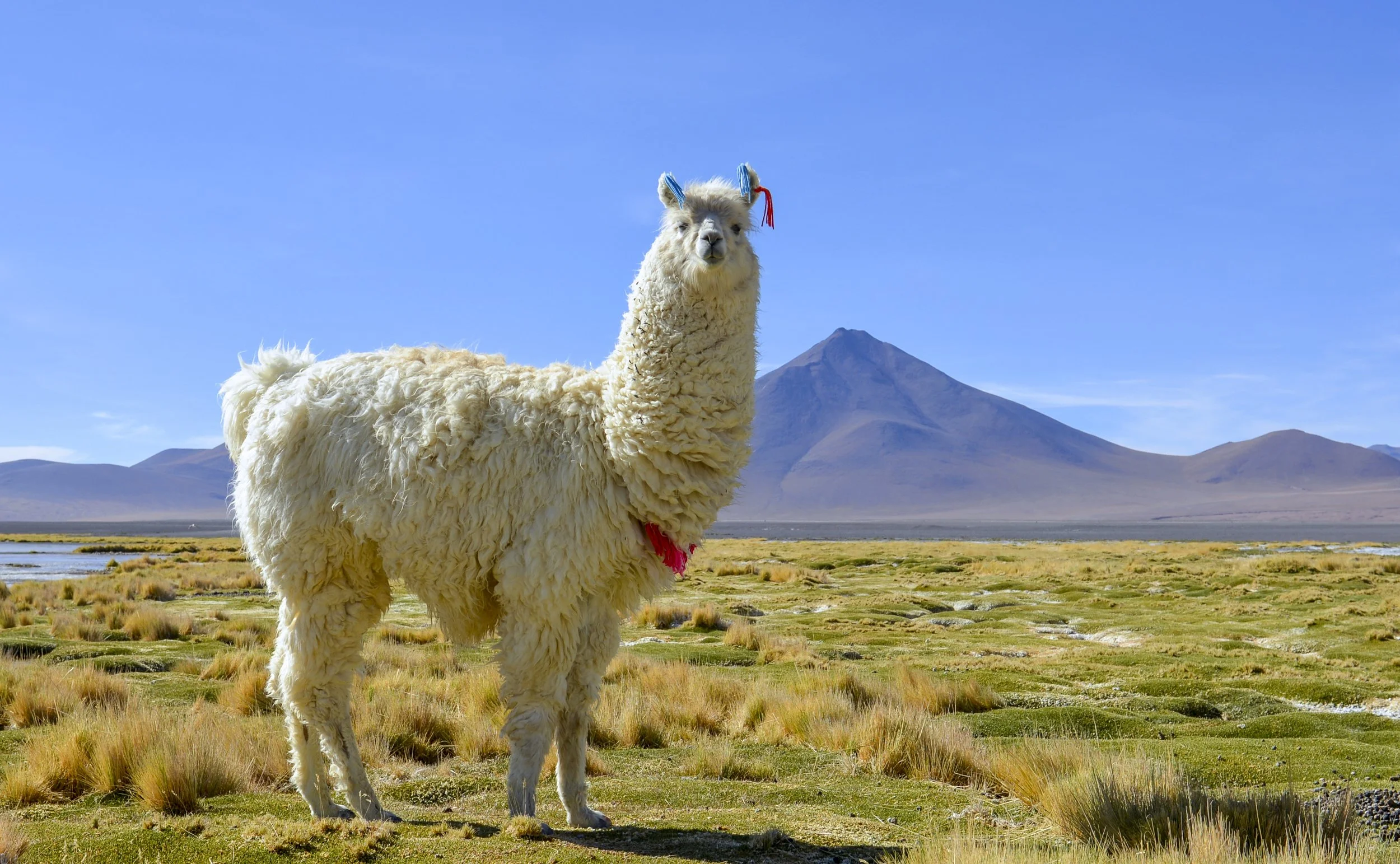 JHS_Bolivia-23.jpg