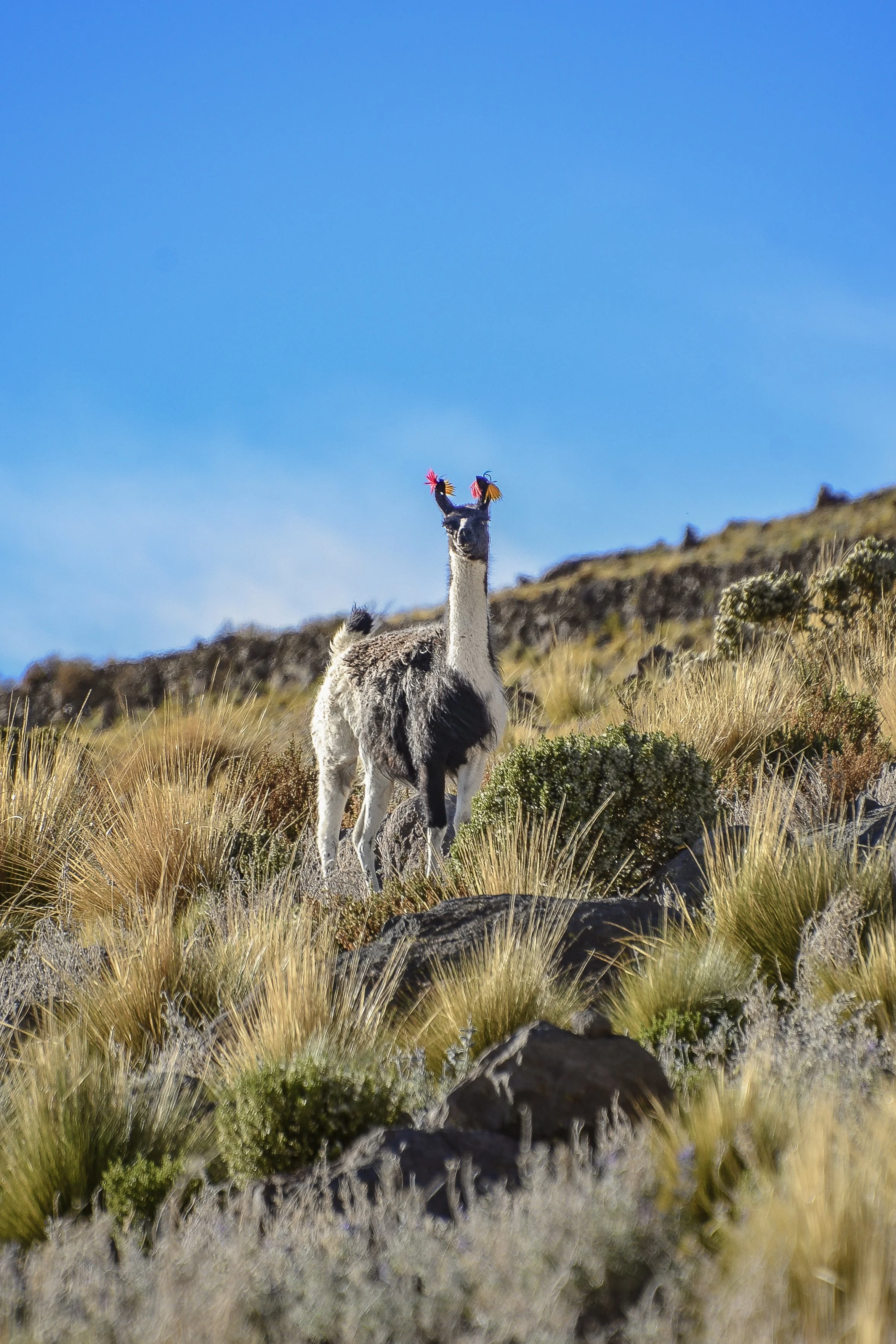 JHS_Bolivia-46.jpg
