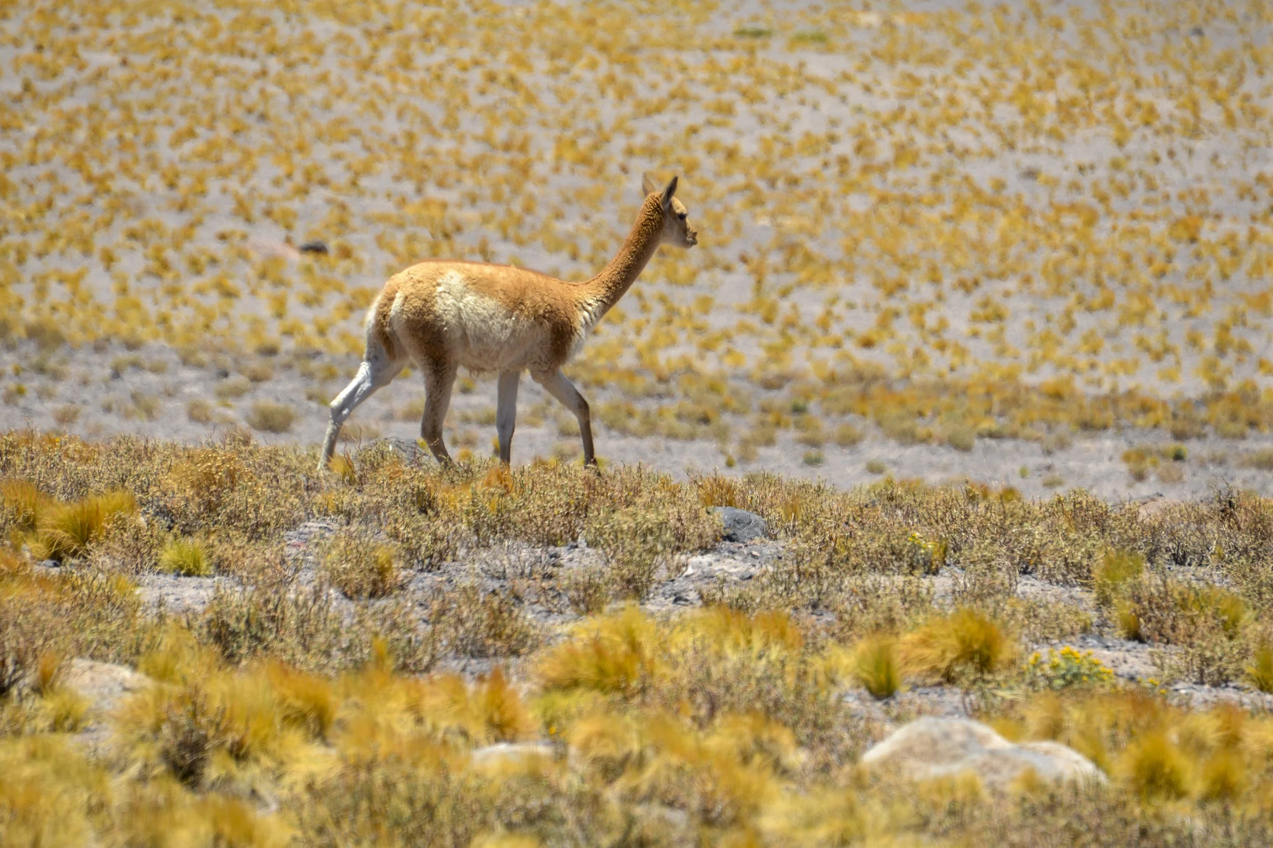 DSC_3402.jpg