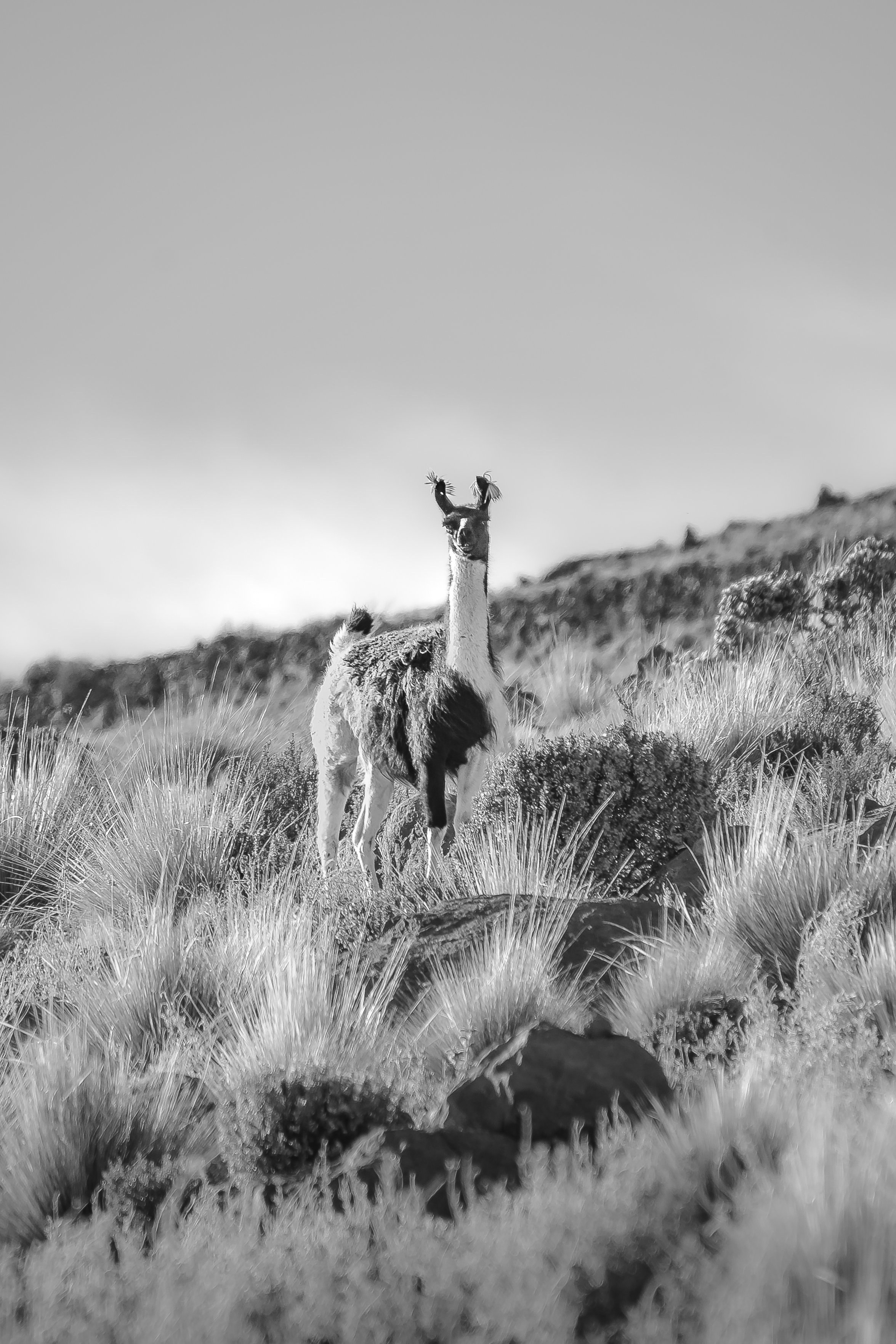 DSC_2576.jpg