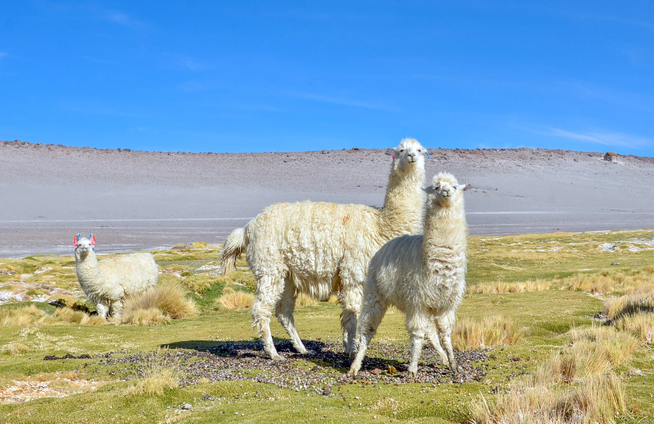 JHS_Bolivia-105.jpg