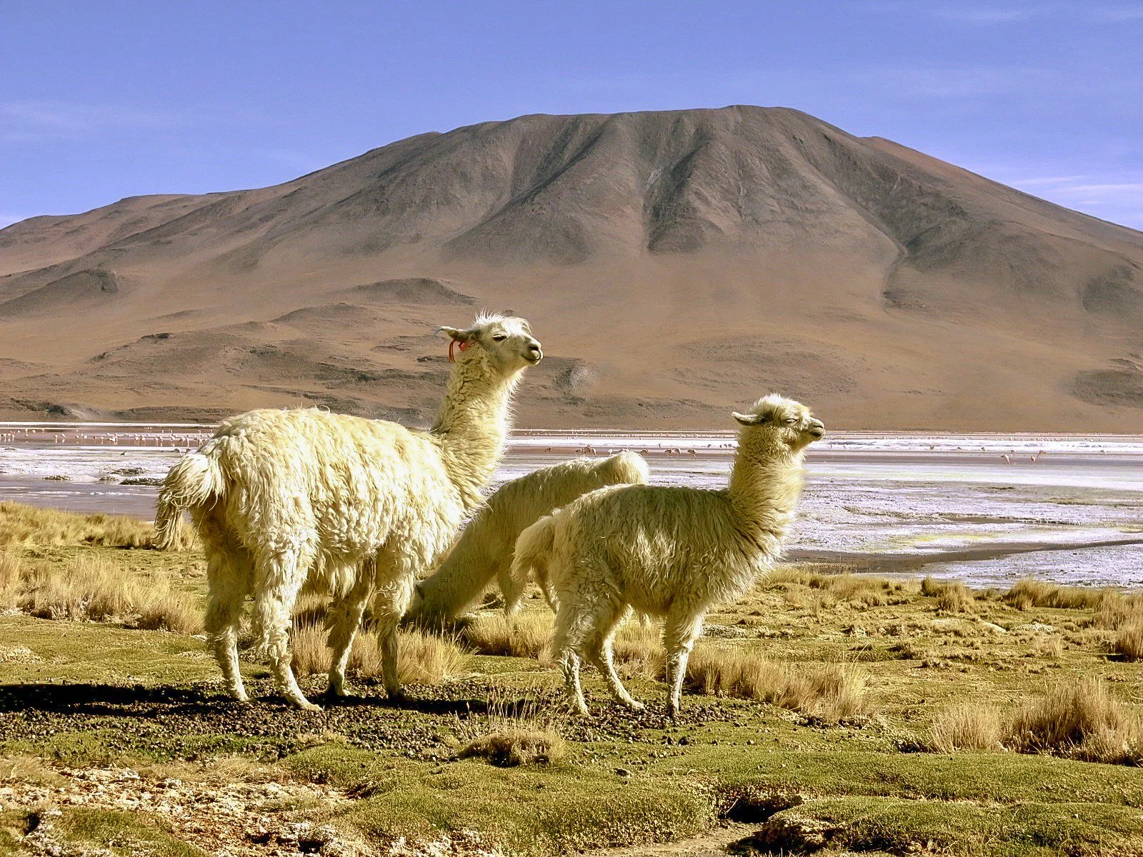 JHS_Bolivia-101.jpg
