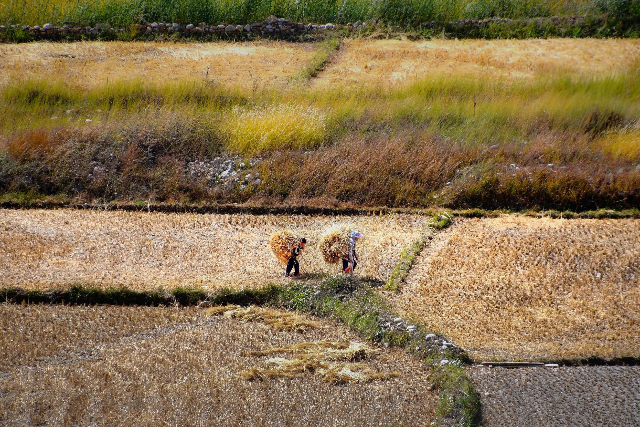 DSC_2040.jpg