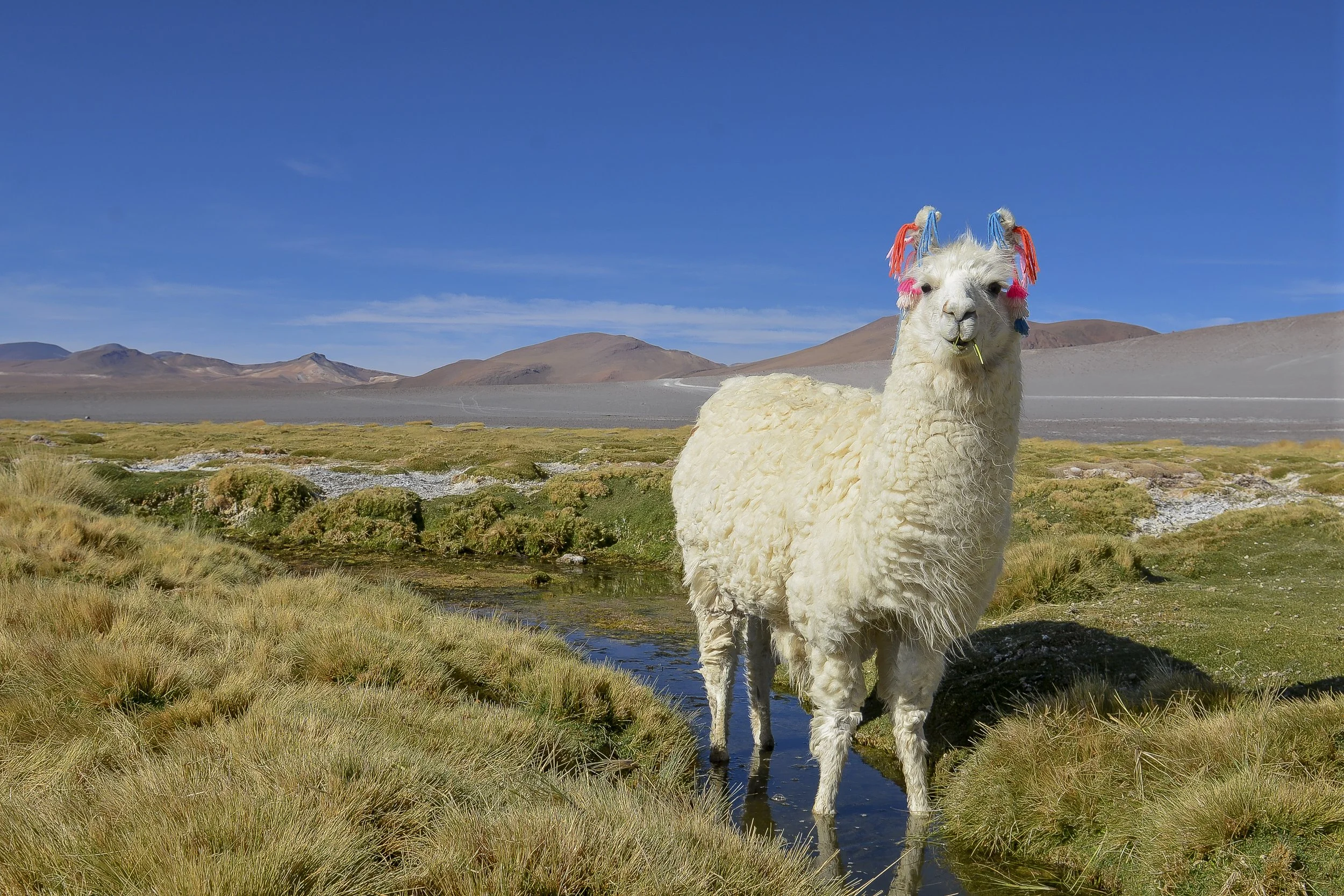 JHS_Bolivia-9.jpg