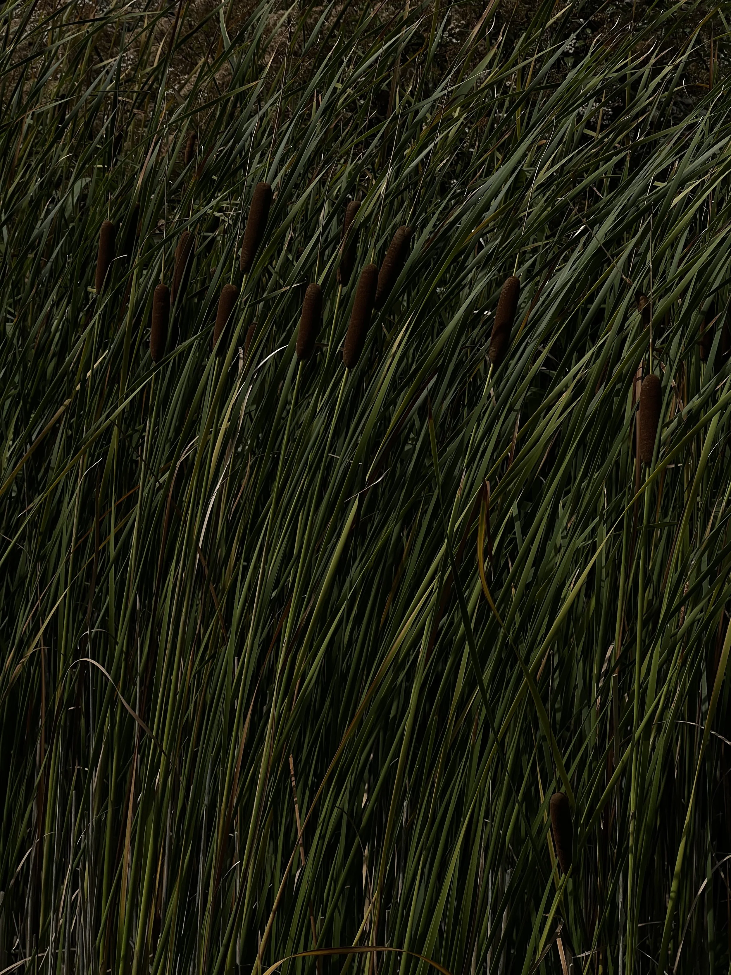 Dense green grass with brown cattails