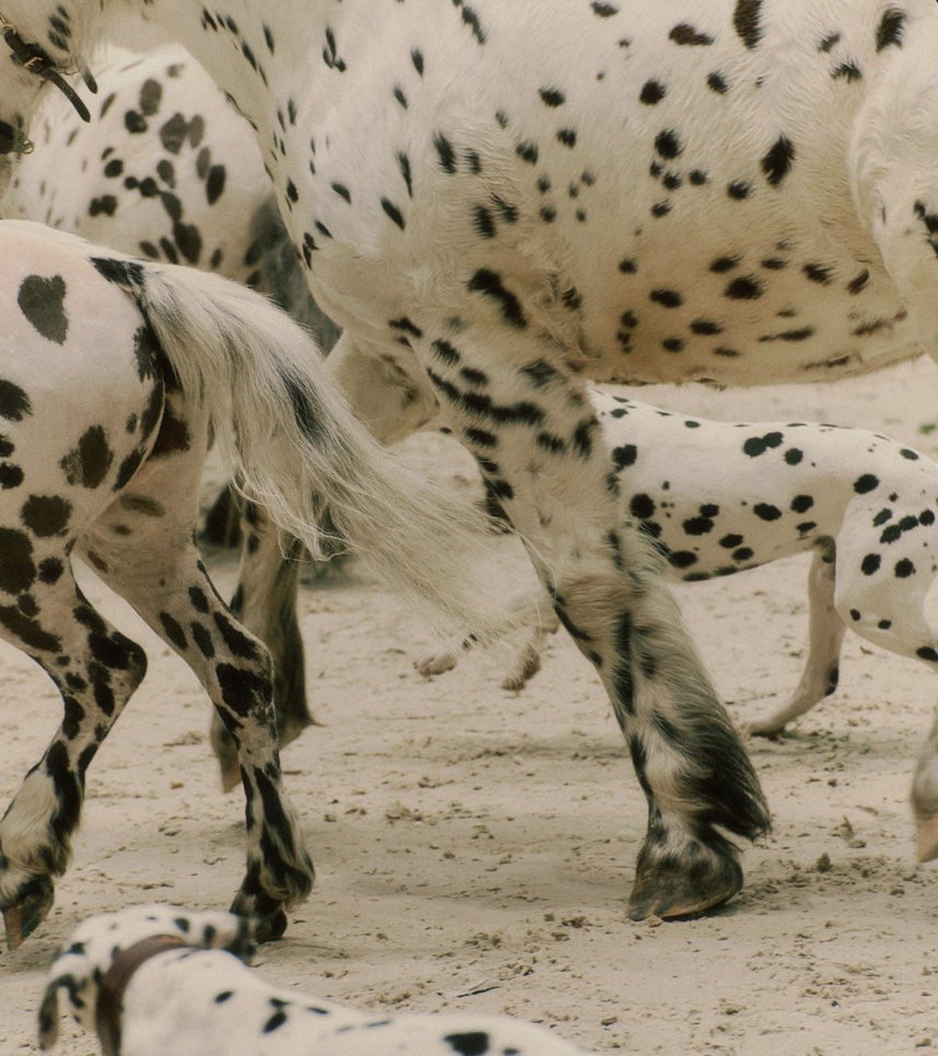 Close-up of several Dalmatian dogs with black spots, walking on a sandy surface.