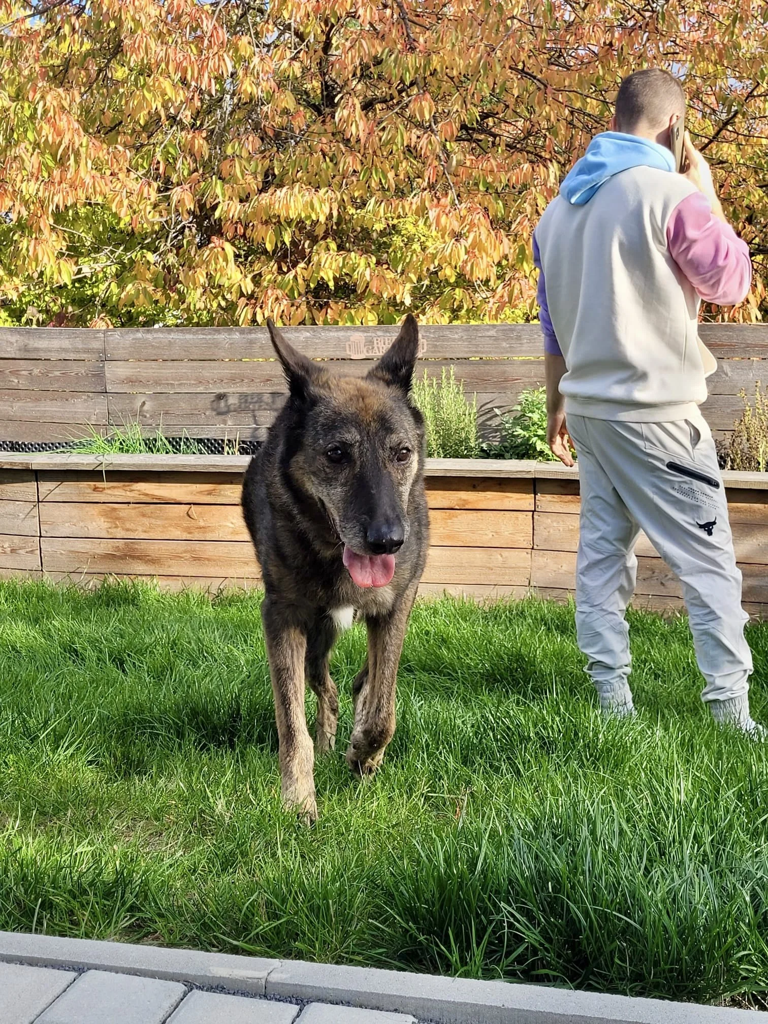 Ein Deutscher Schäferhund und ein junger Mann, der telefoniert, im Freien, im Hintergrund bunte Herbstblätter an einem Baum, im Vordergrund grasechte Wiese.  der junge Mann trägt ein weißes, rosa, blauer und lila Hoodie und weiße Hosen.