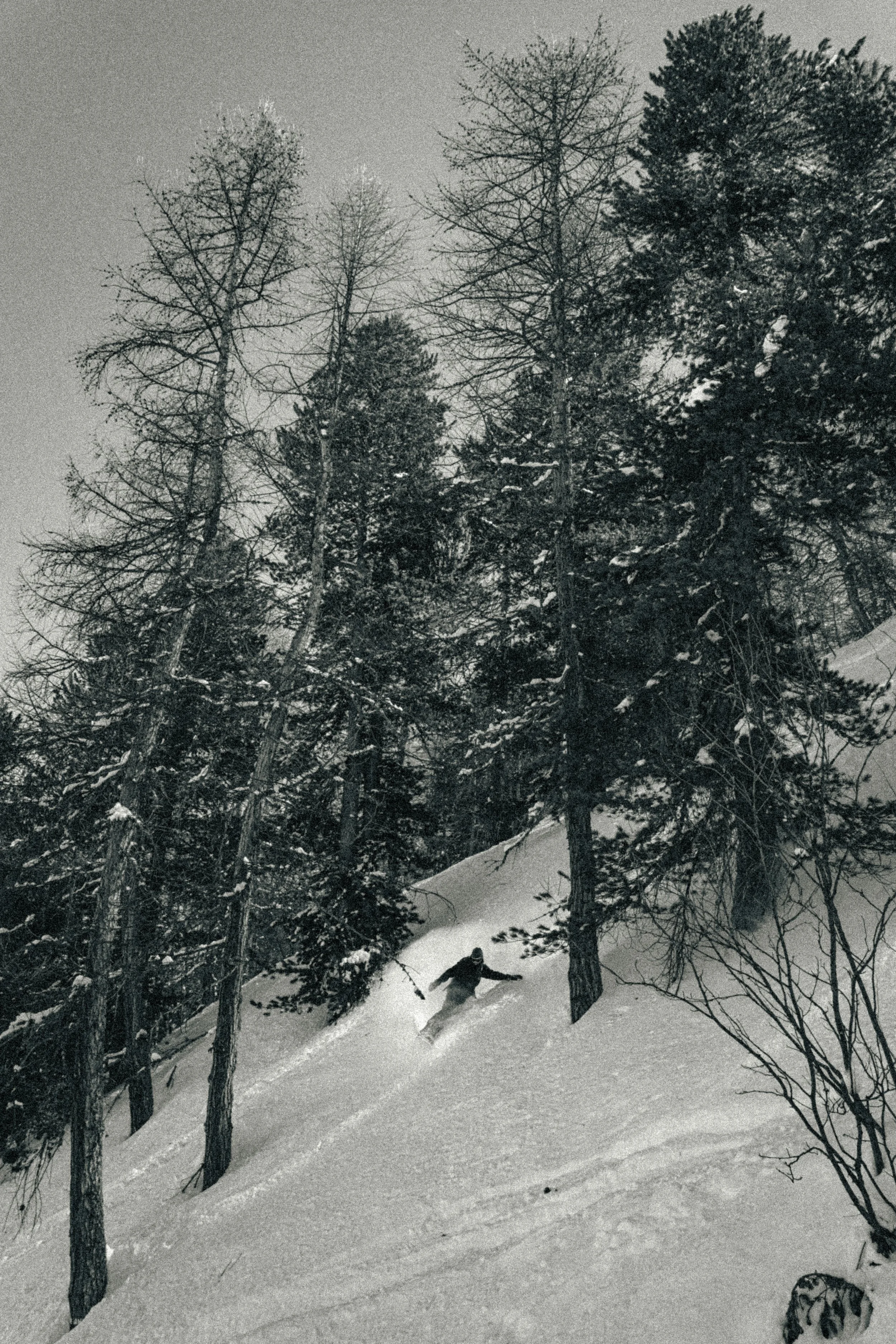 Person snowboarding down a snowy slope in a forested area at night.