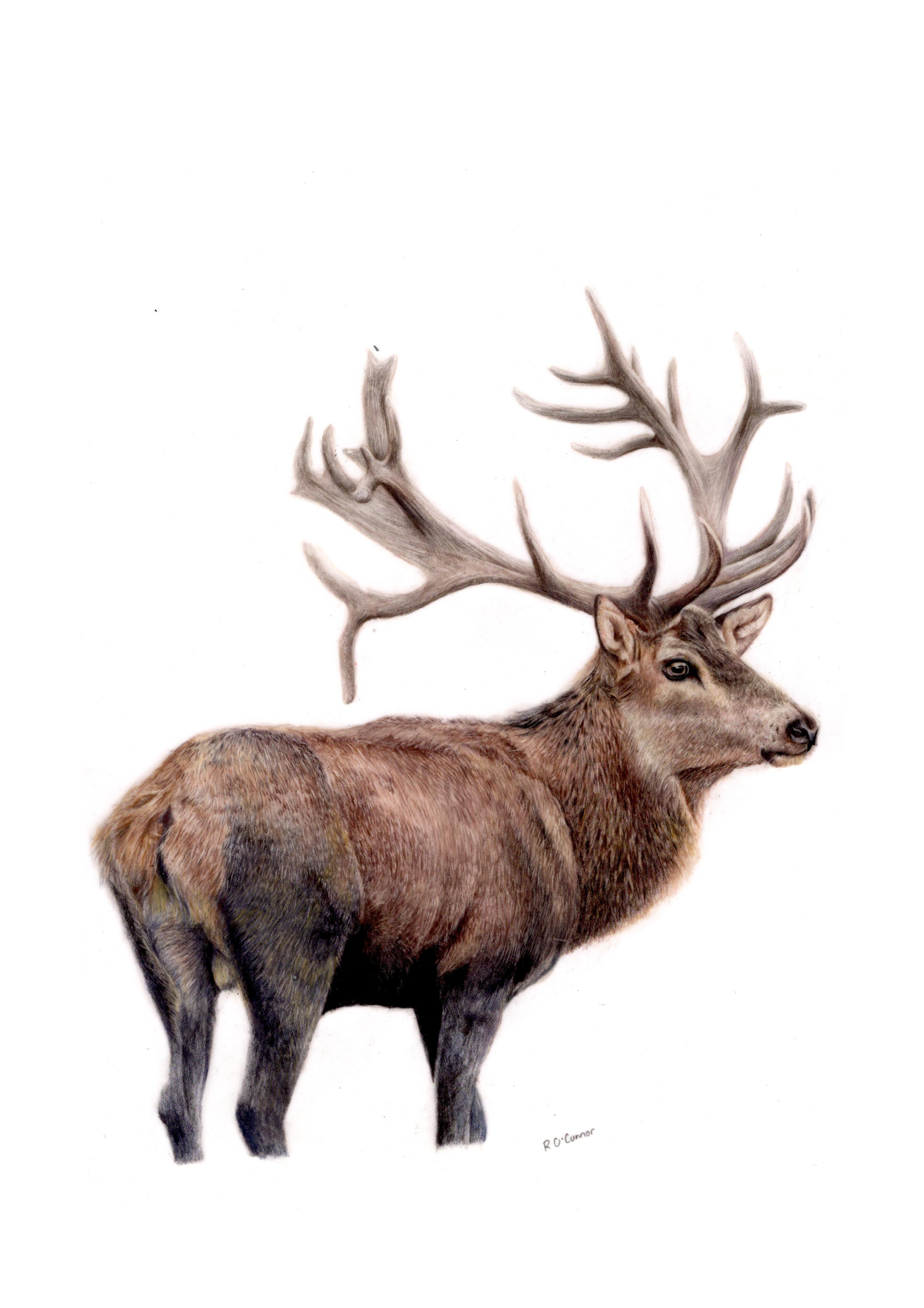 Stag - Fine Art Print