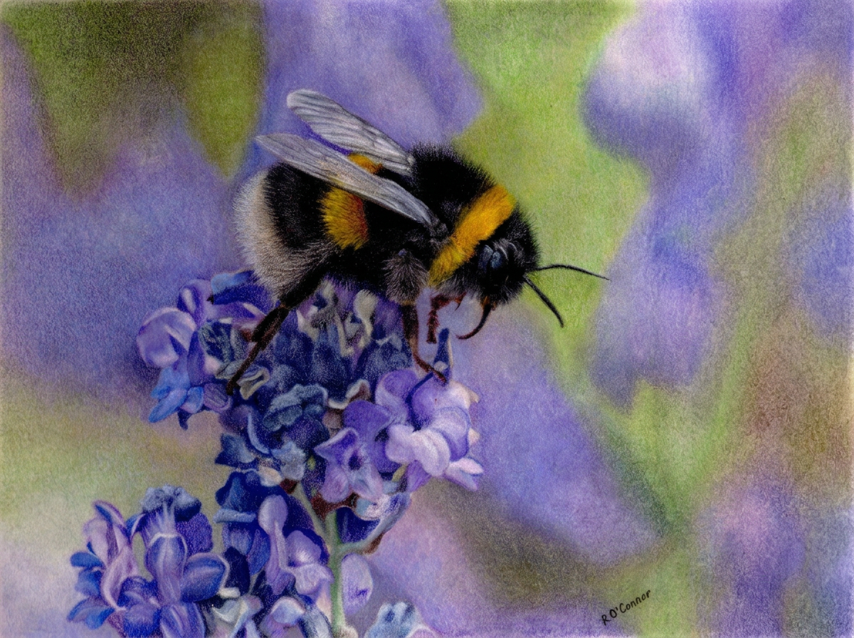 Bumble Bee Fine Art Print