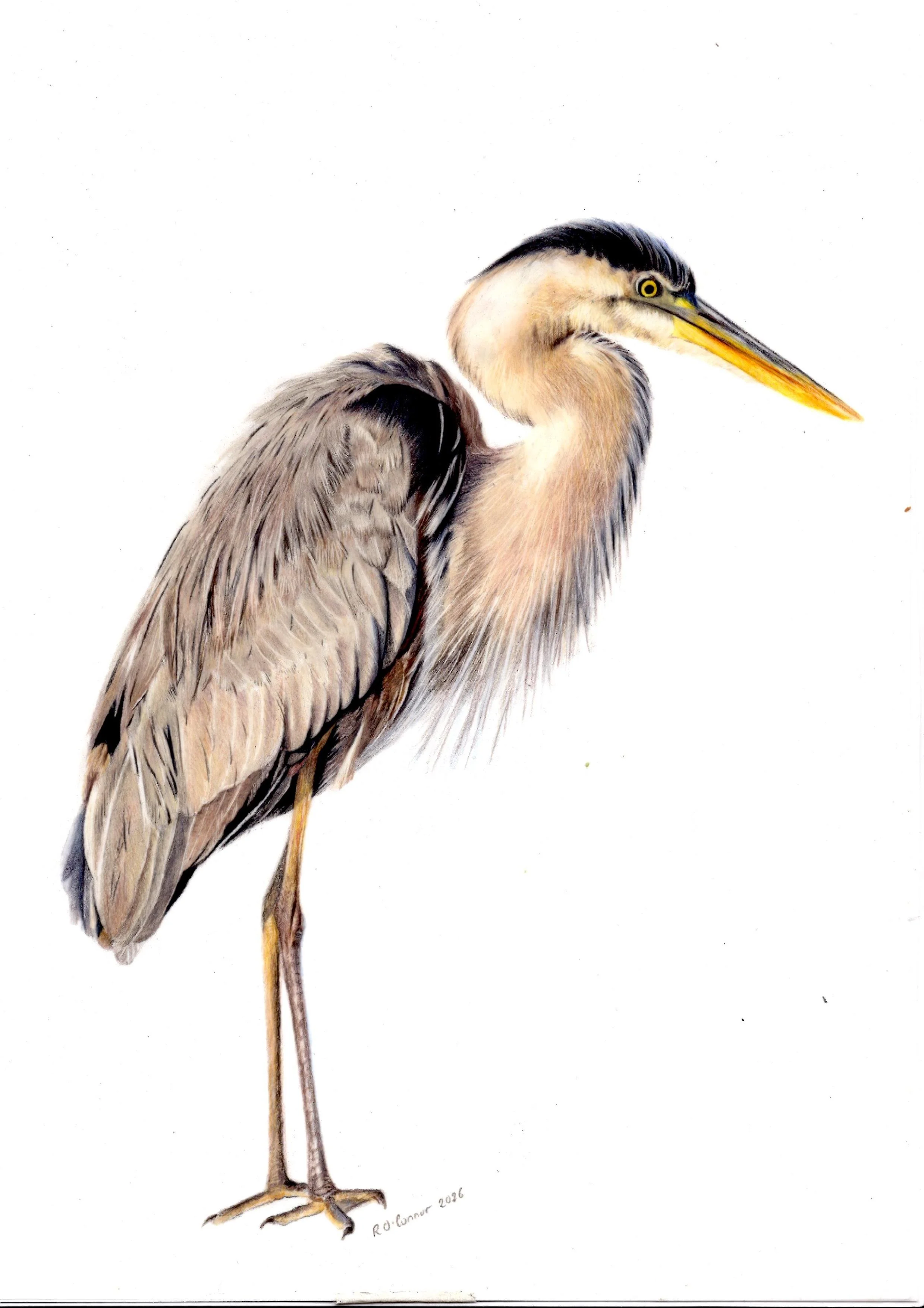 Heron Fine Art Print
