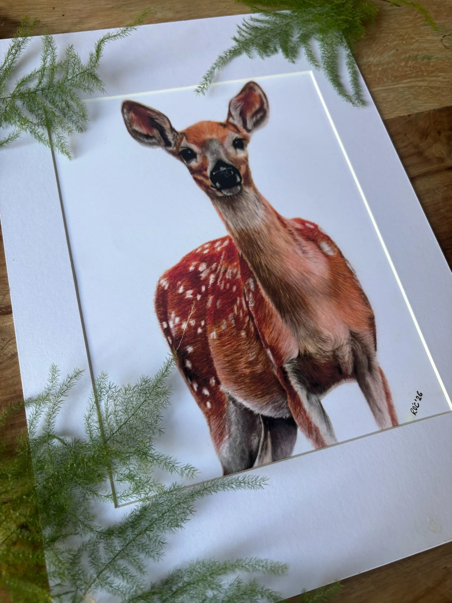 doe deer ferns.jpg