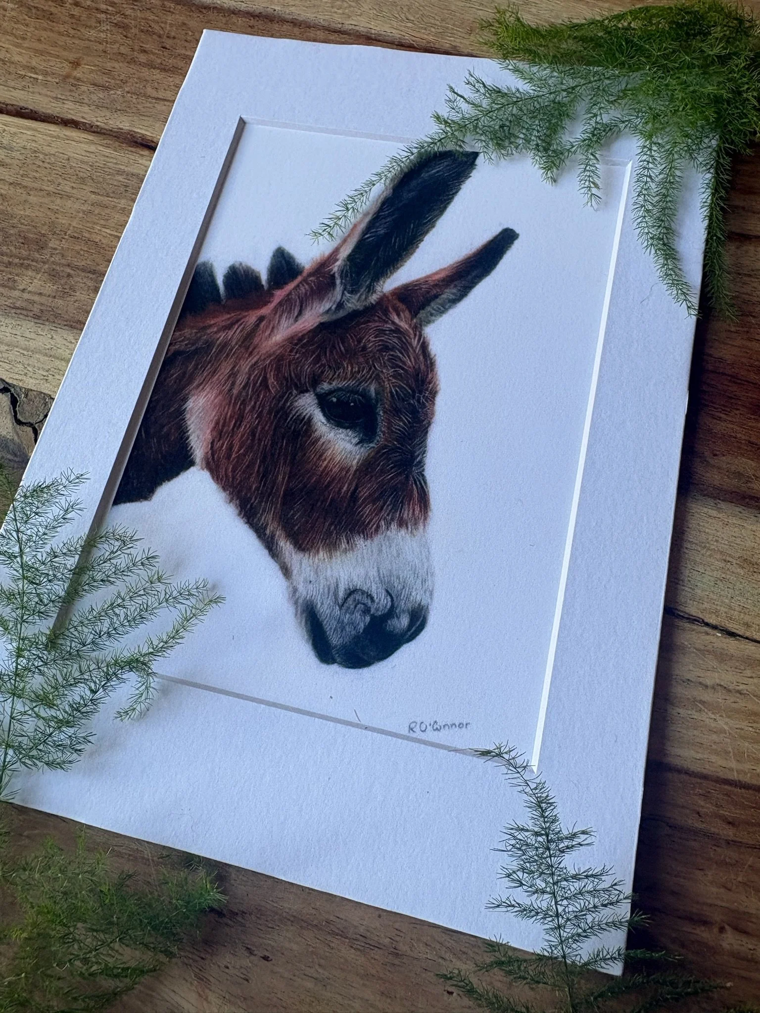 donkey ferns .jpg