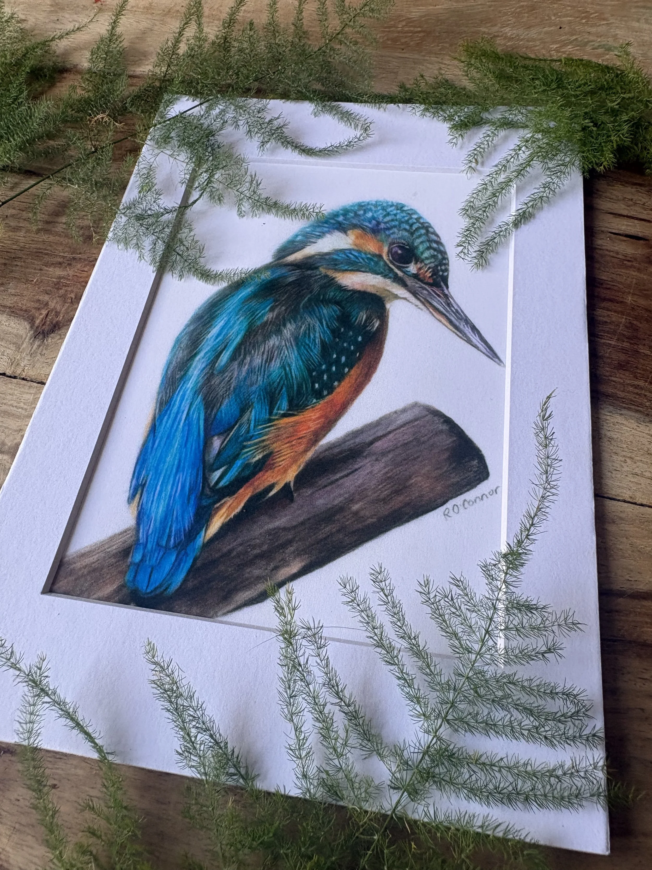 kingfisher ferns .jpg