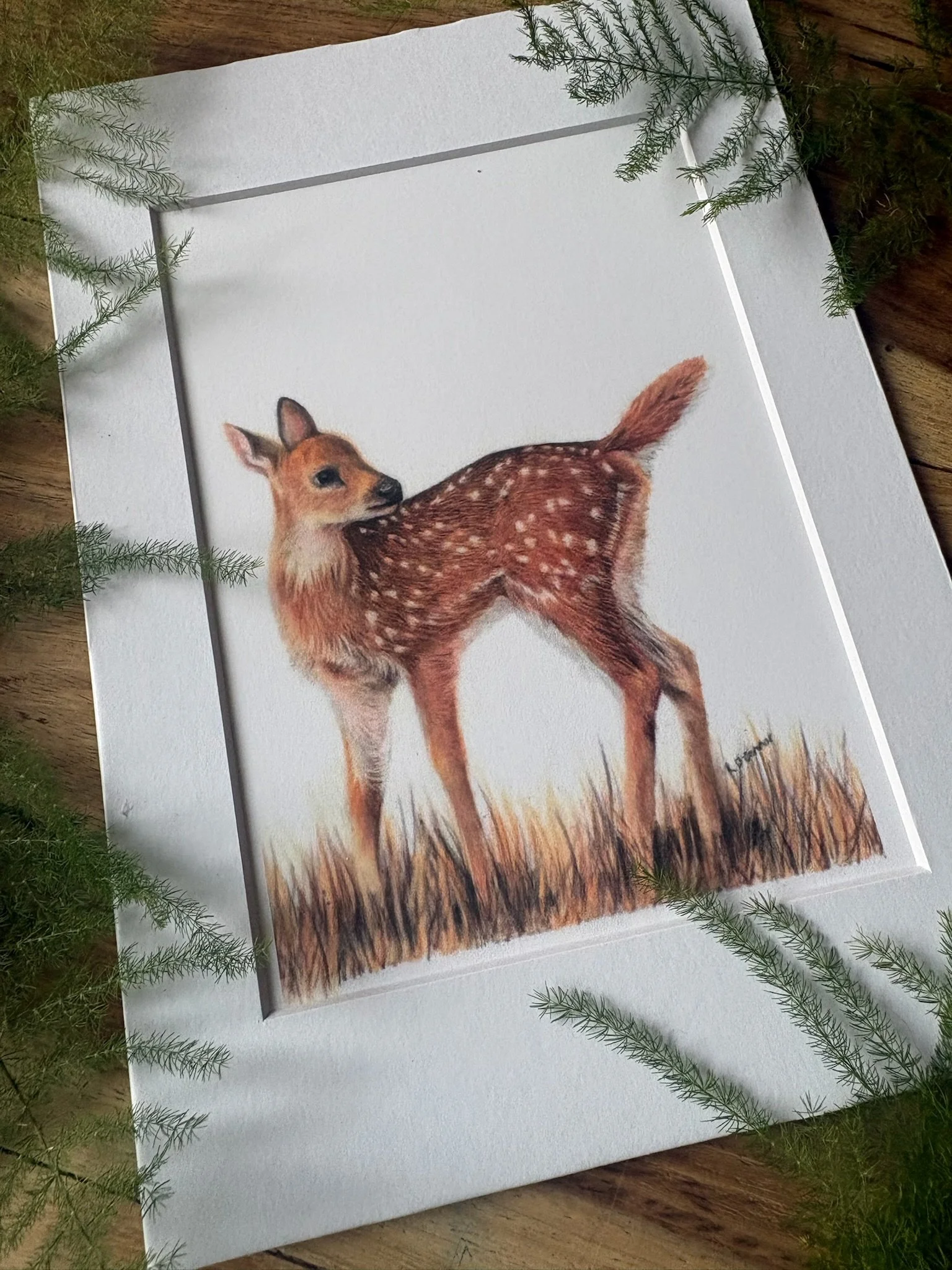 fawn ferns .jpg